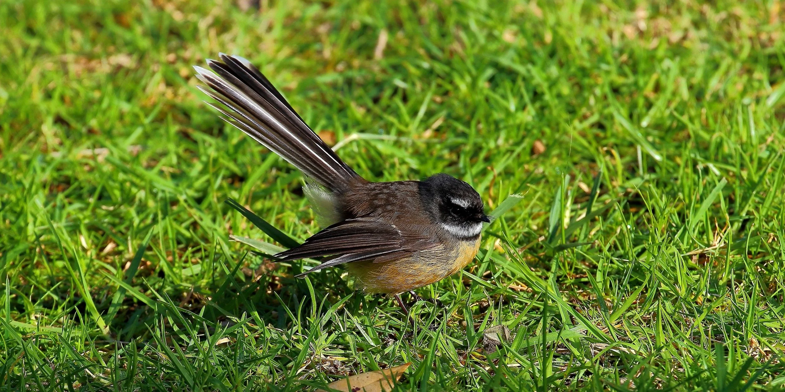 NZ Fantail,Piwakawaka 150629 473(21d).jpg