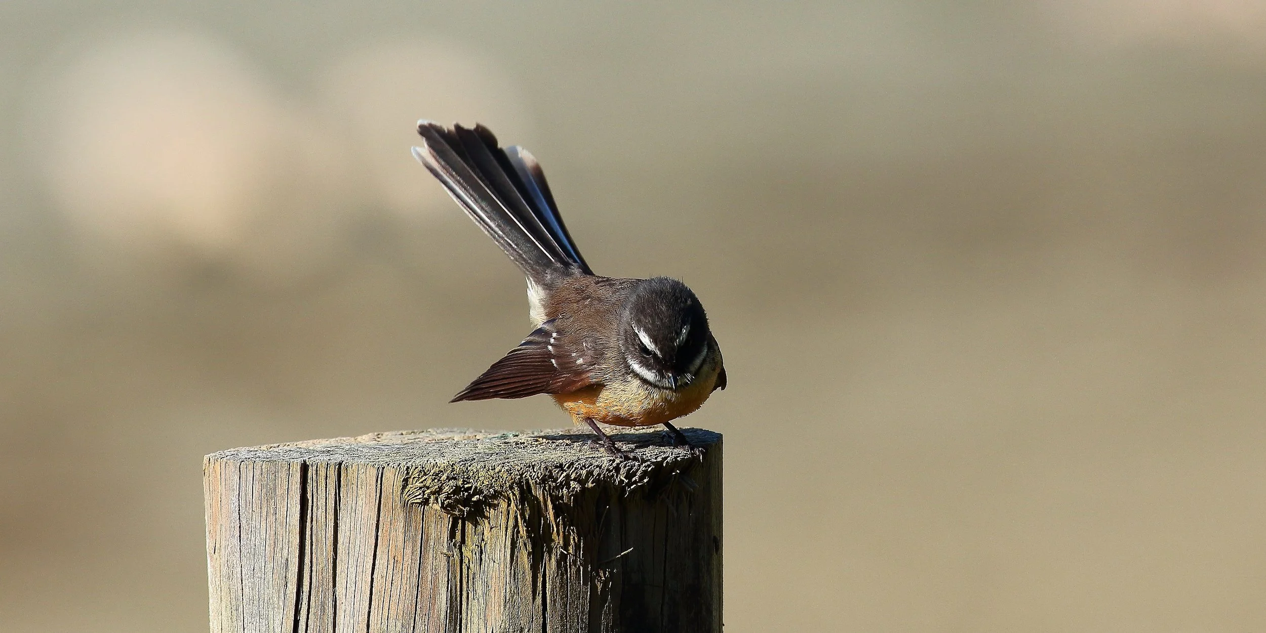 NZ Fantail,Piwakawaka 150629 527(21d).jpg