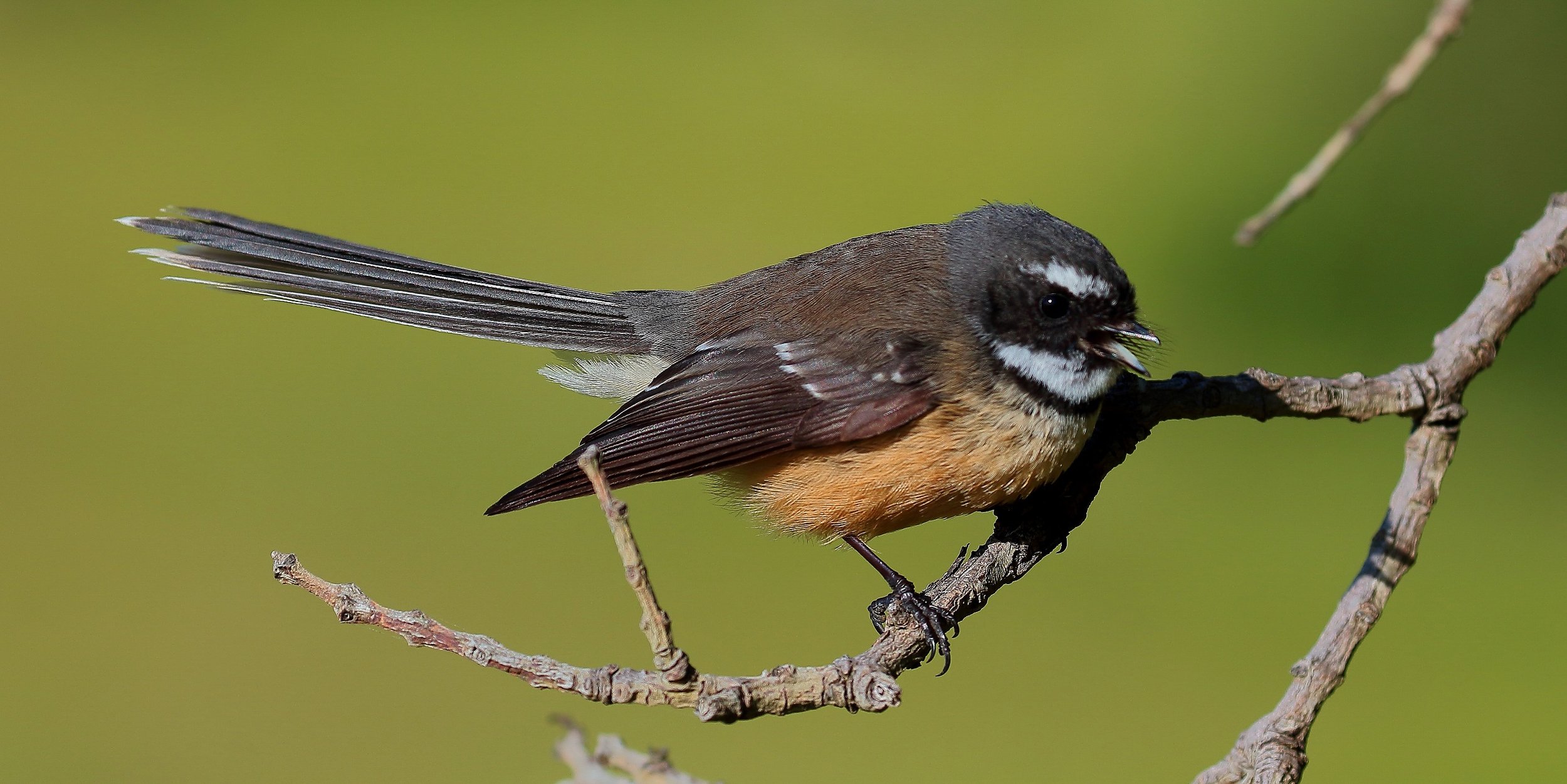 NZ Fantail,Piwakawaka 150629 538(21d).jpg