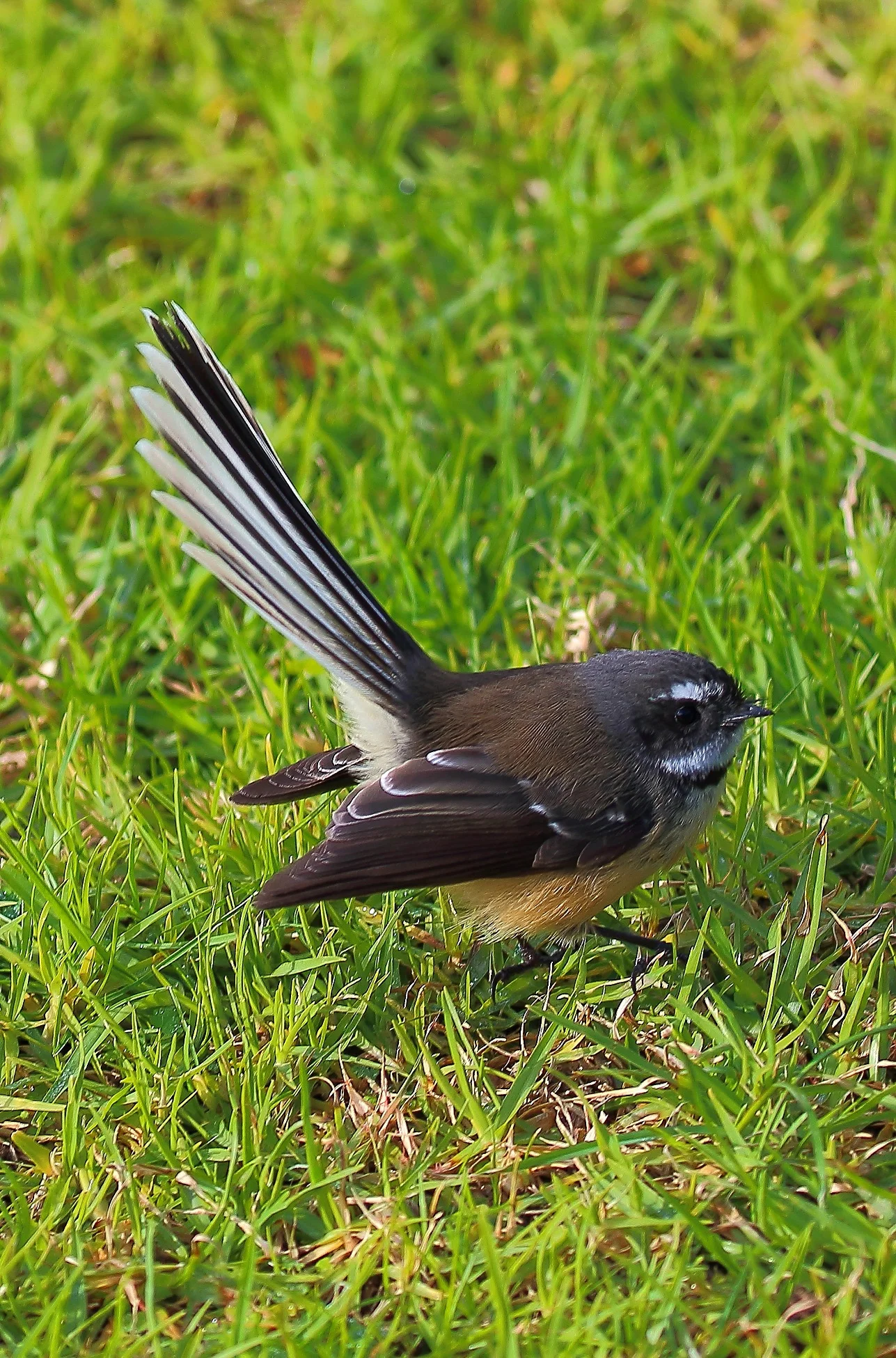 NZ Fantail,Piwakawaka 150629 615d.jpg