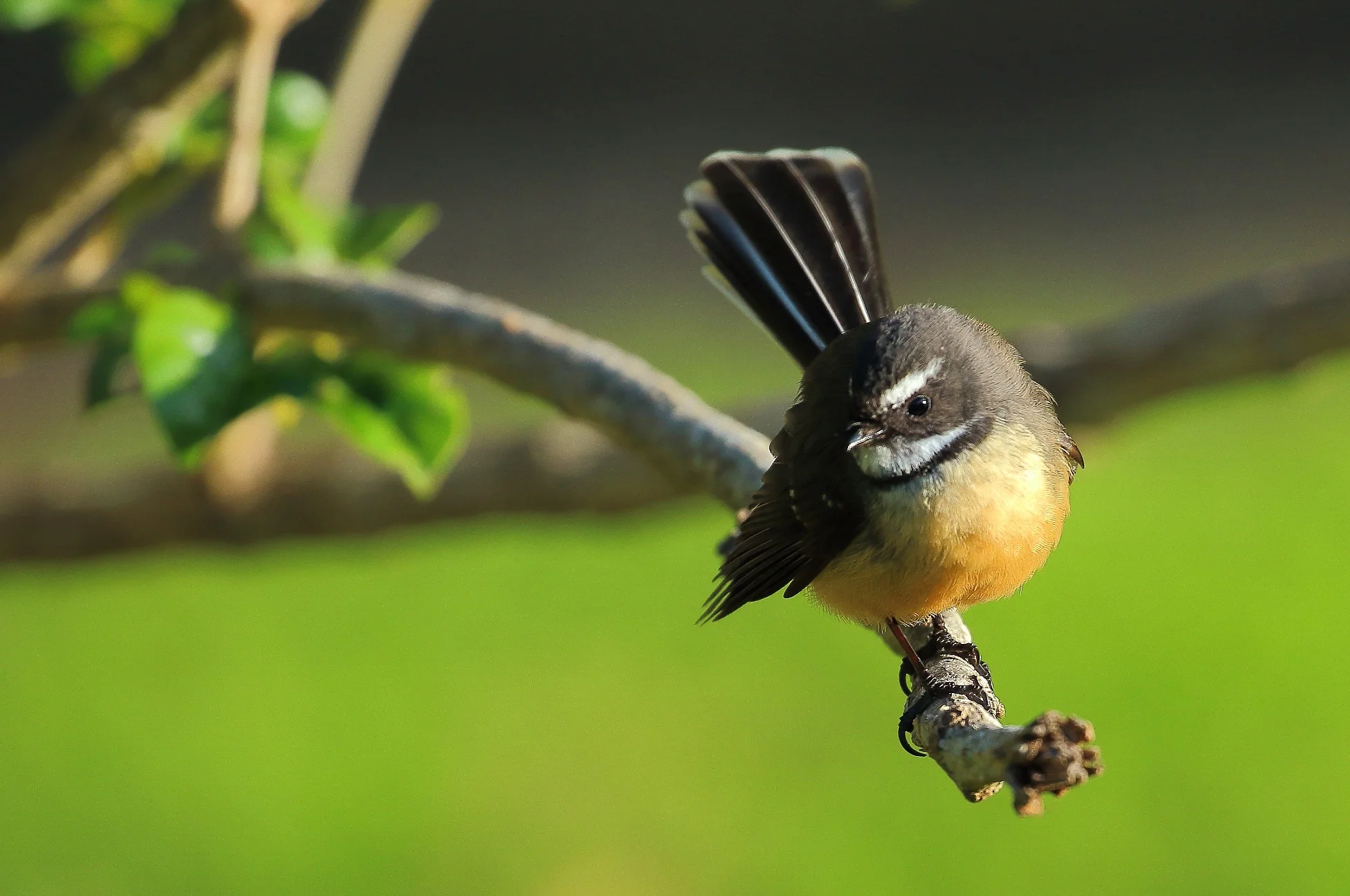 NZ Fantail,Piwakawaka, 150629 279d.jpg