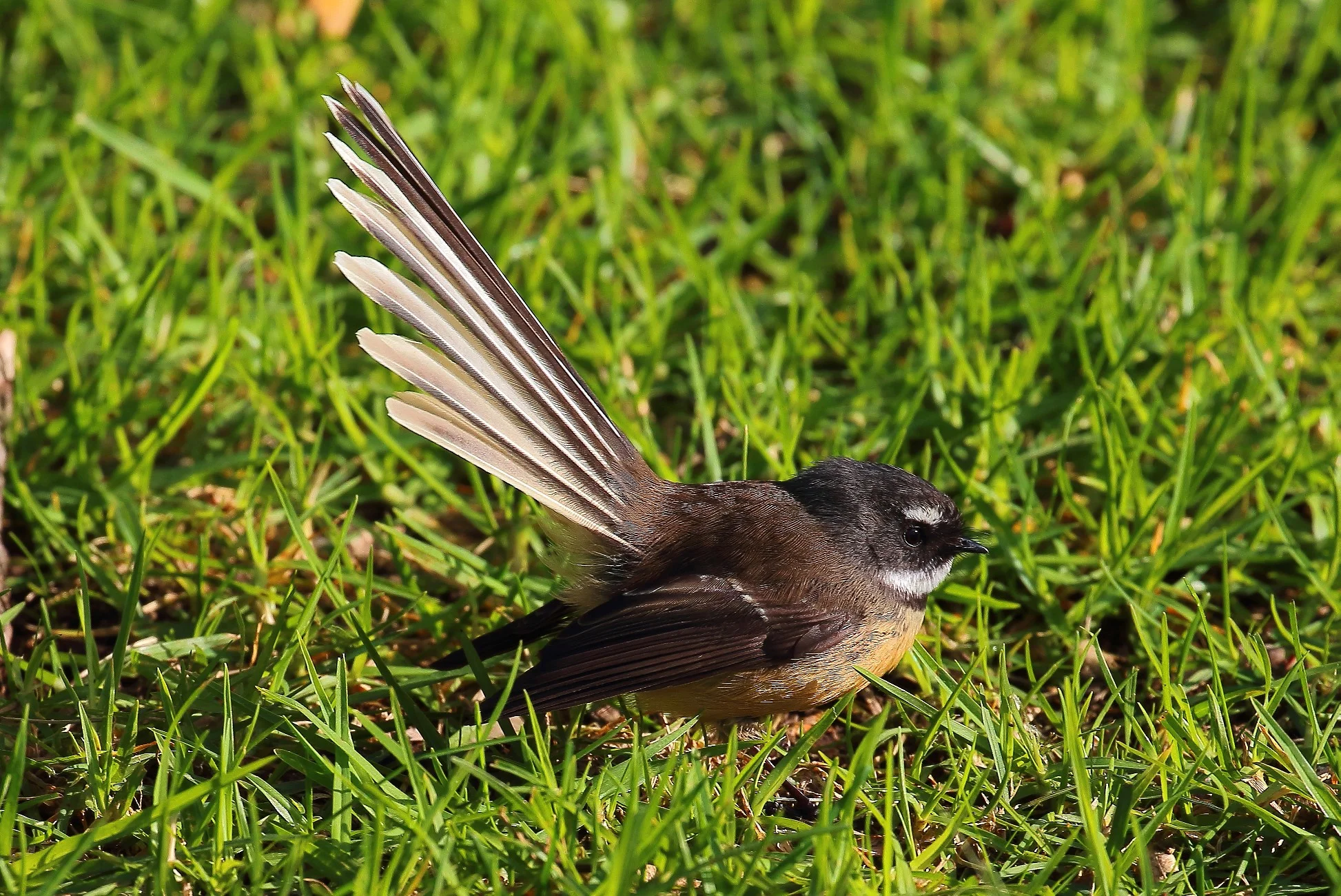 NZ Fantail,Piwakawaka, 150629 505d.jpg