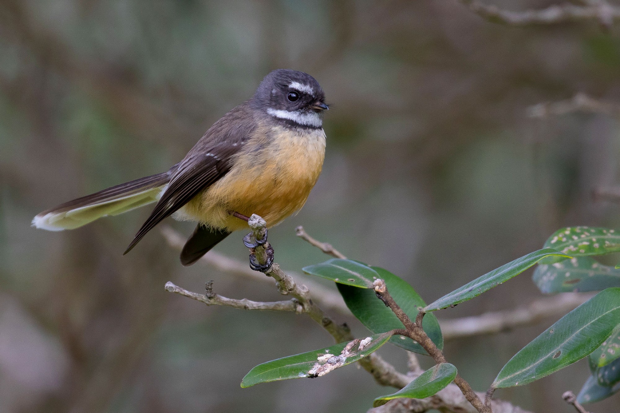 NZ Fantail,Piwakawaka,161017-285d.jpg