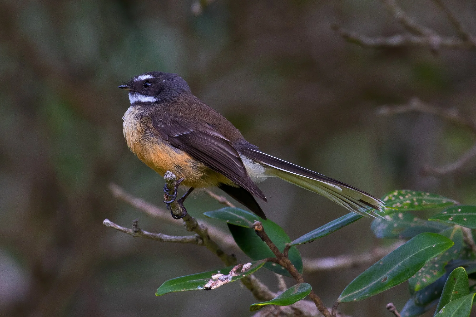 NZ Fantail,Piwakawaka,161017-301d.jpg