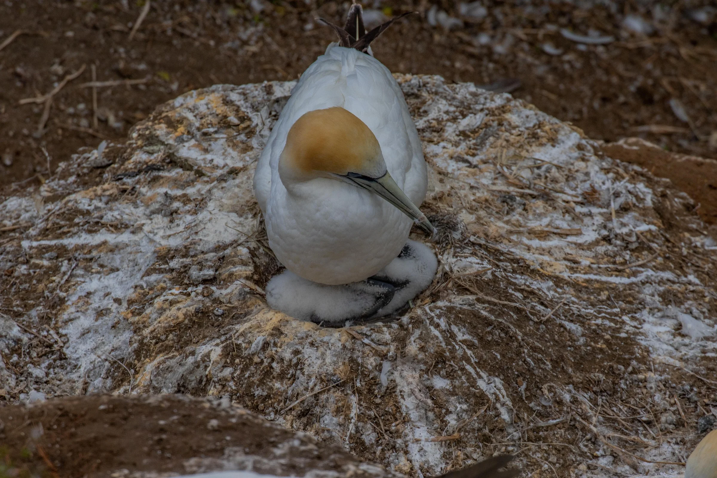 Gannet,Takapu,-326.JPG