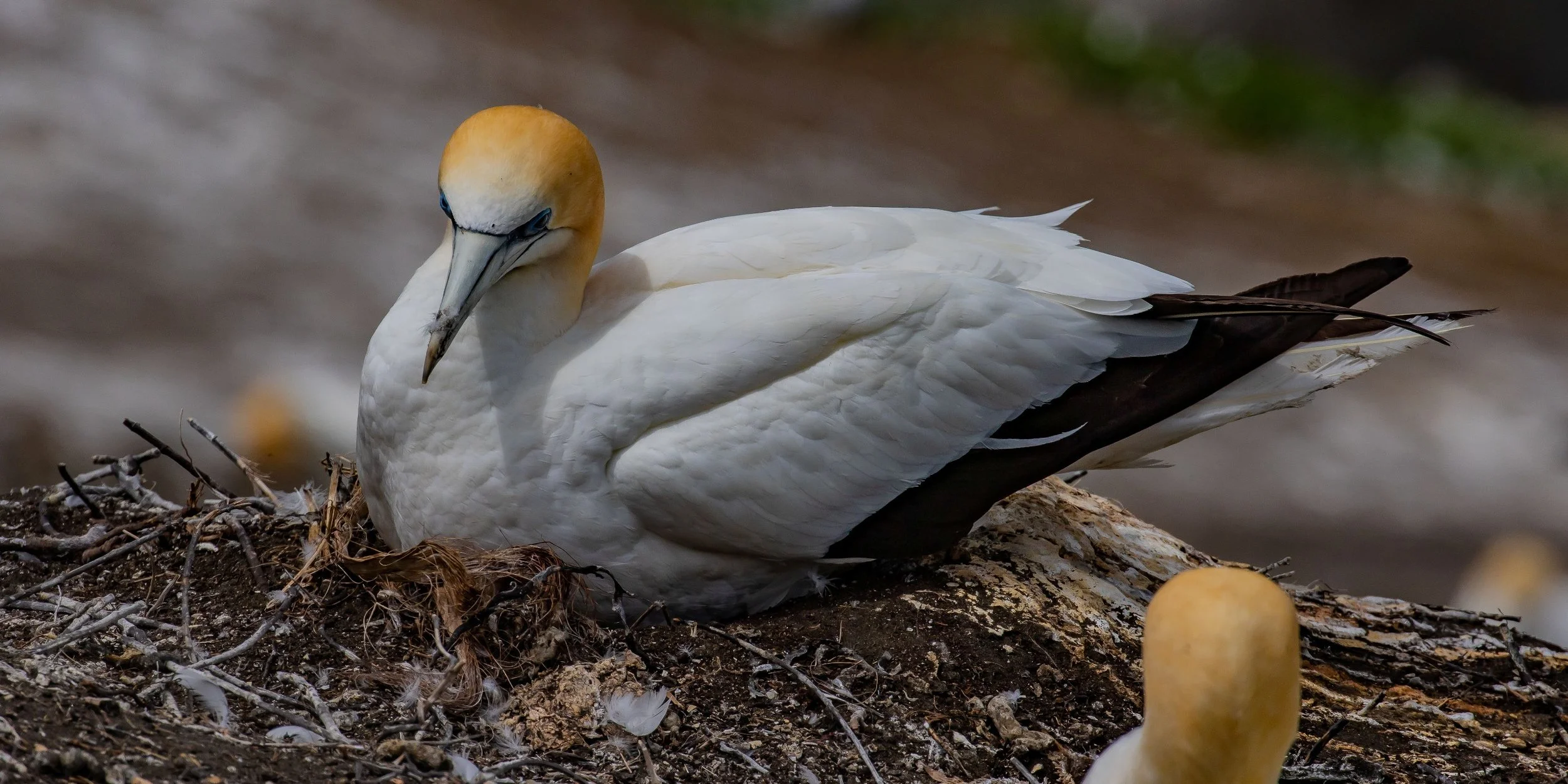 Gannet,Takapu,-467.JPG