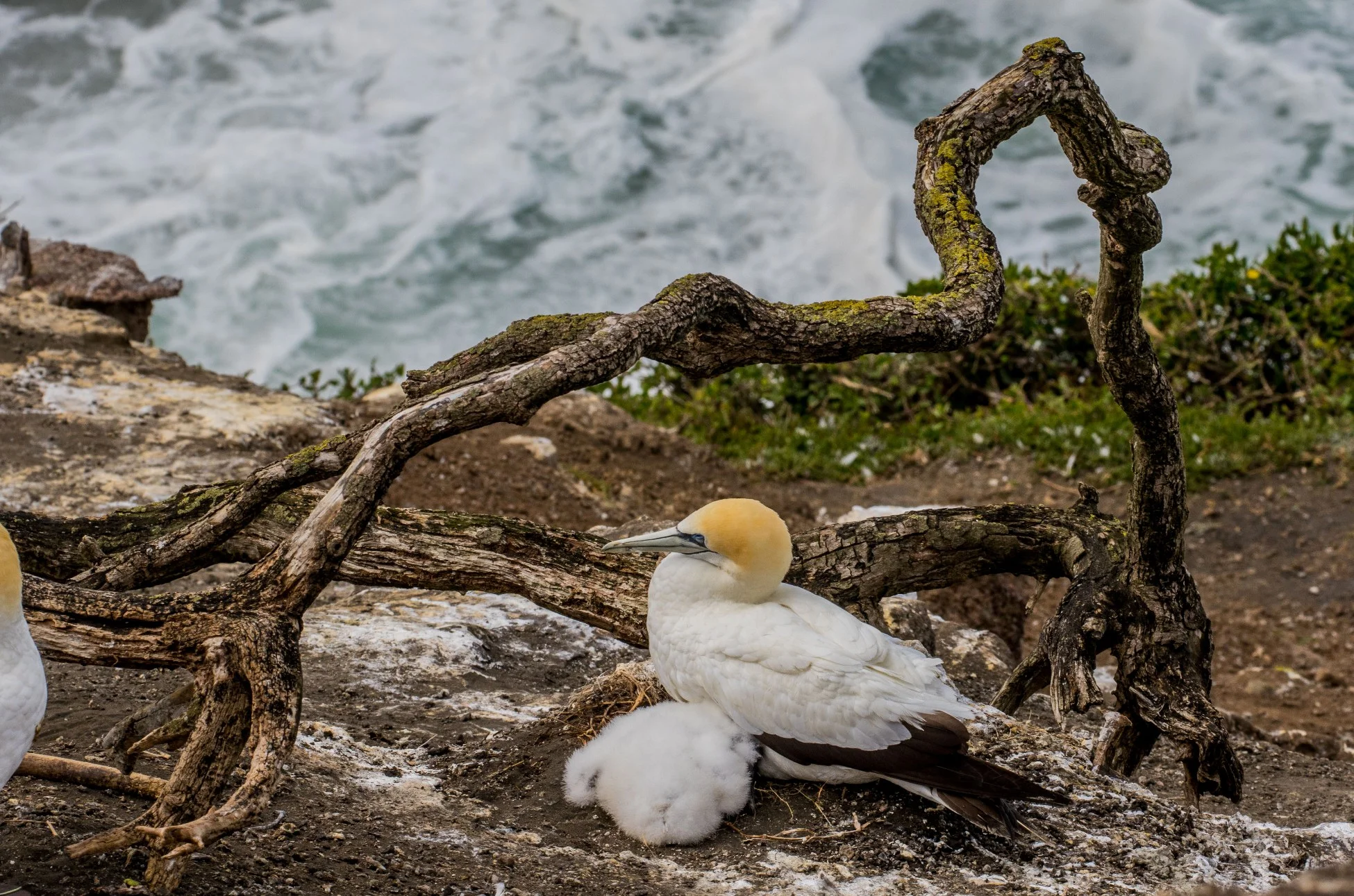Gannet,Takapu,-1058d.jpg