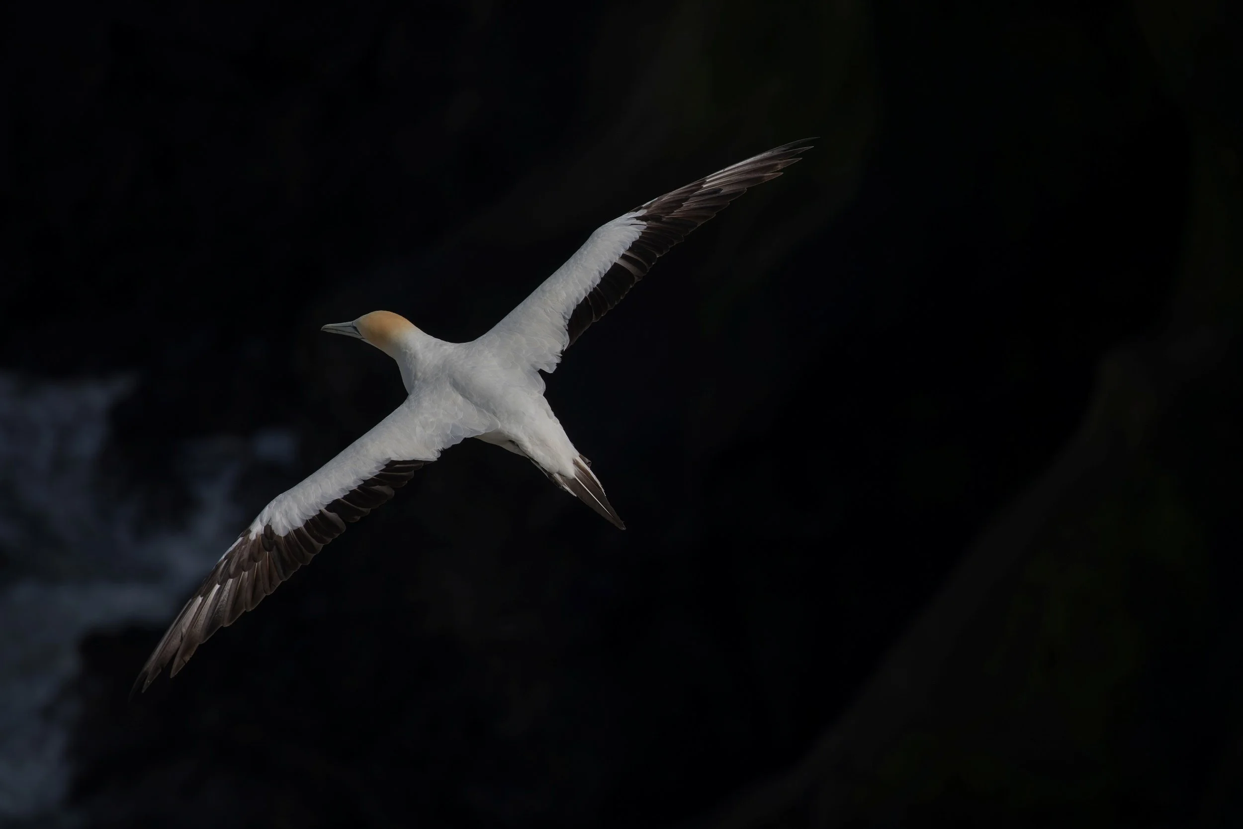 Takapu,Gannet,-402.JPG