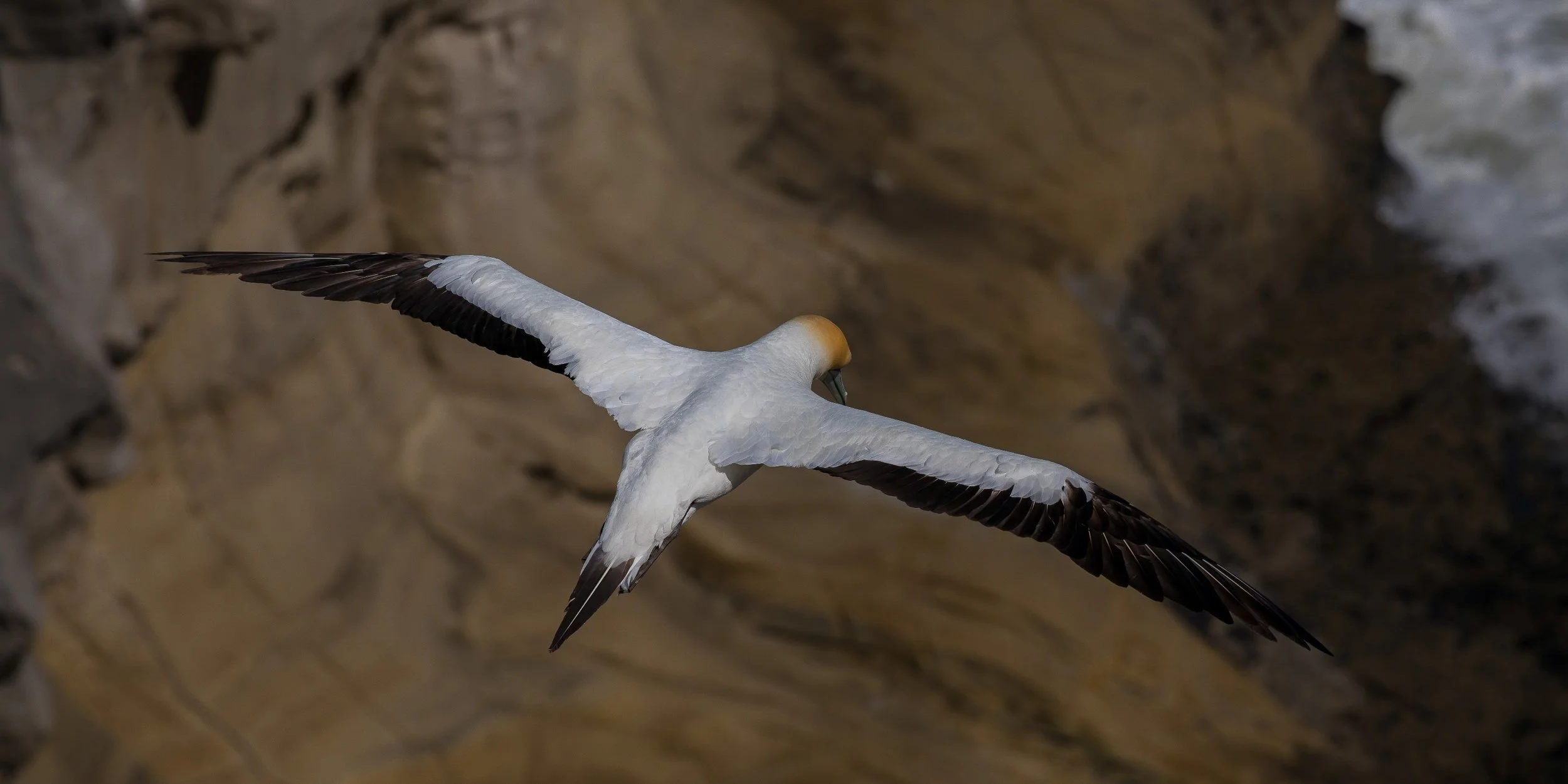 Takapu,Gannet,-439.JPG