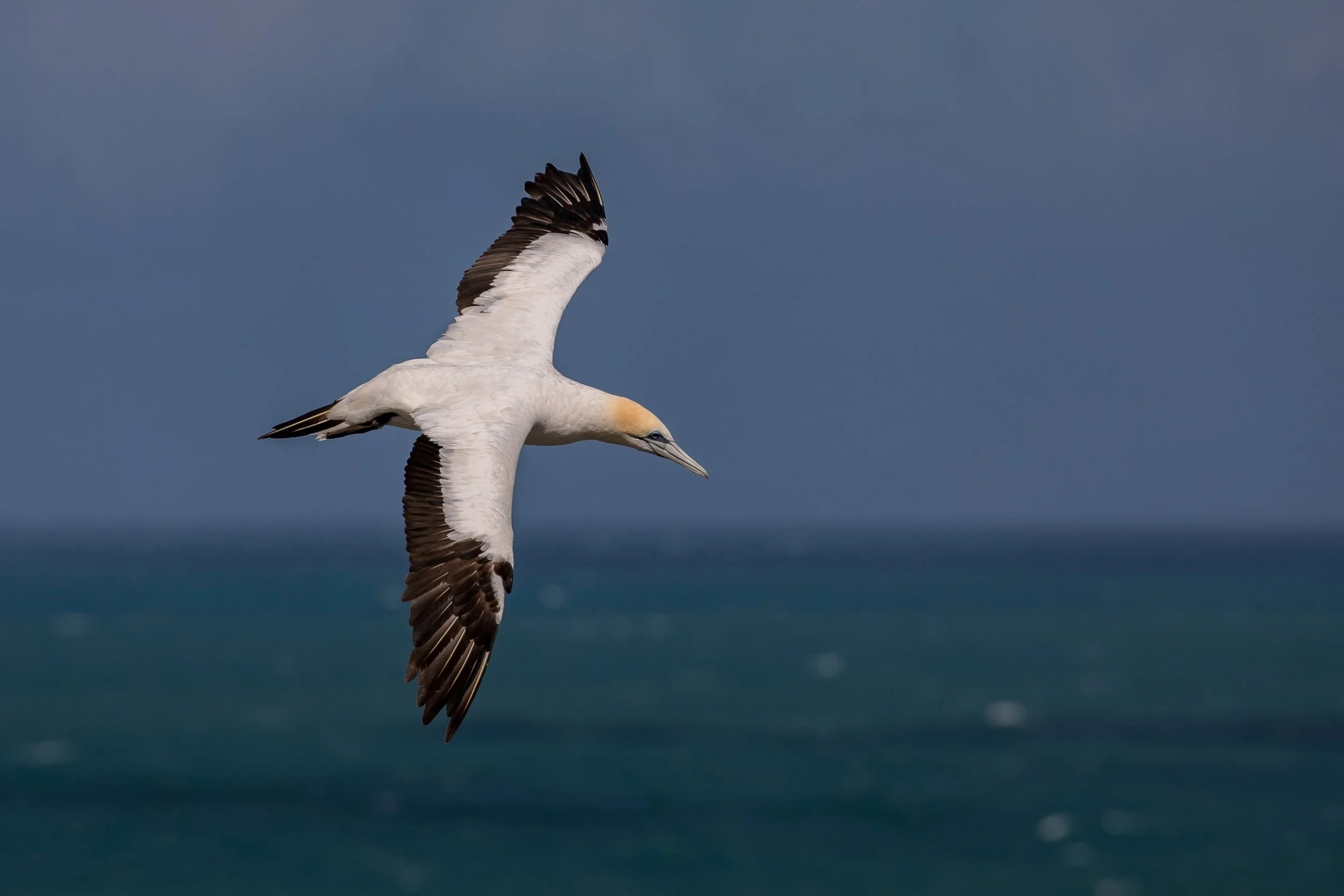 Takapu,Gannet,-479.JPG