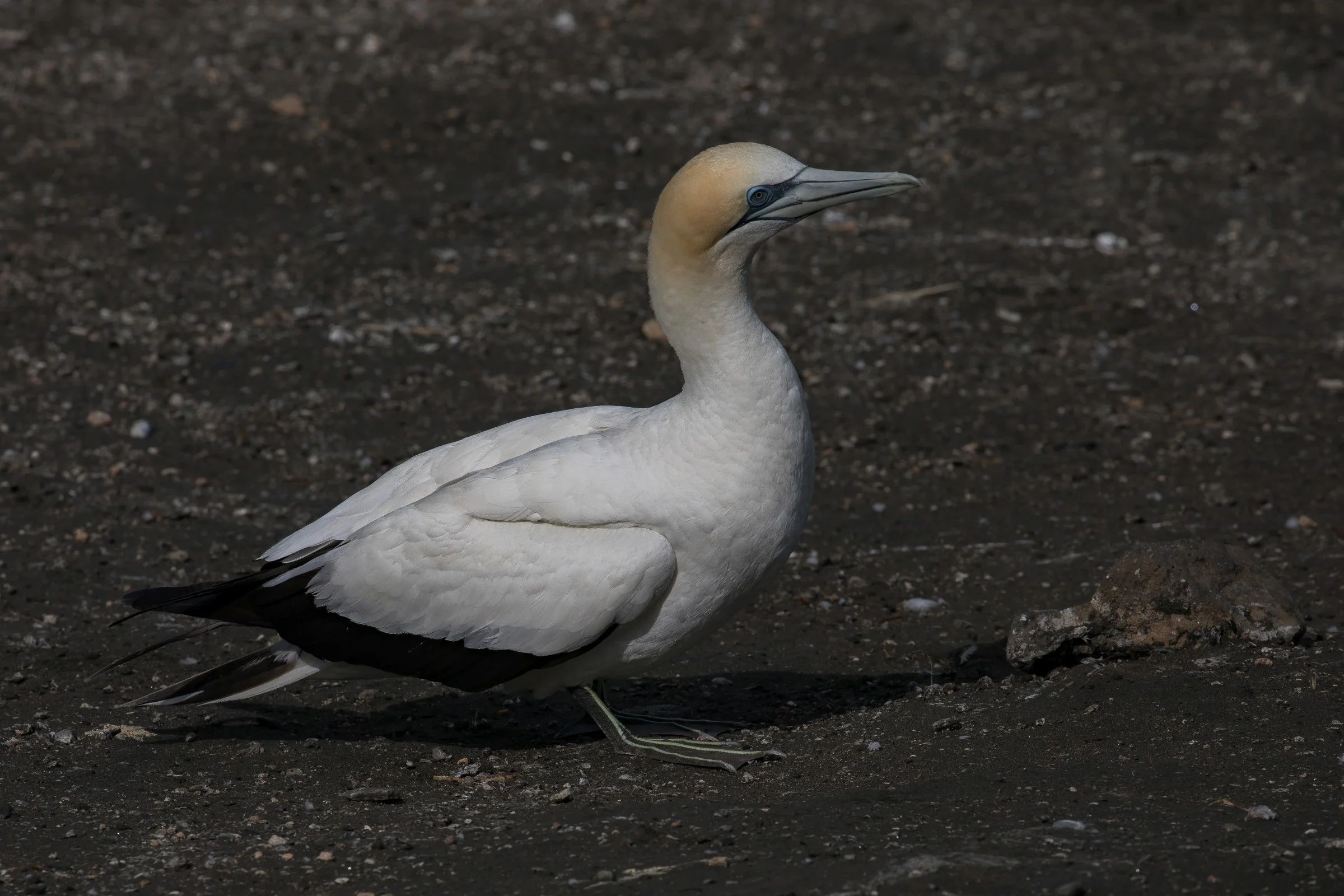 Takapu,Gannet,-492.JPG