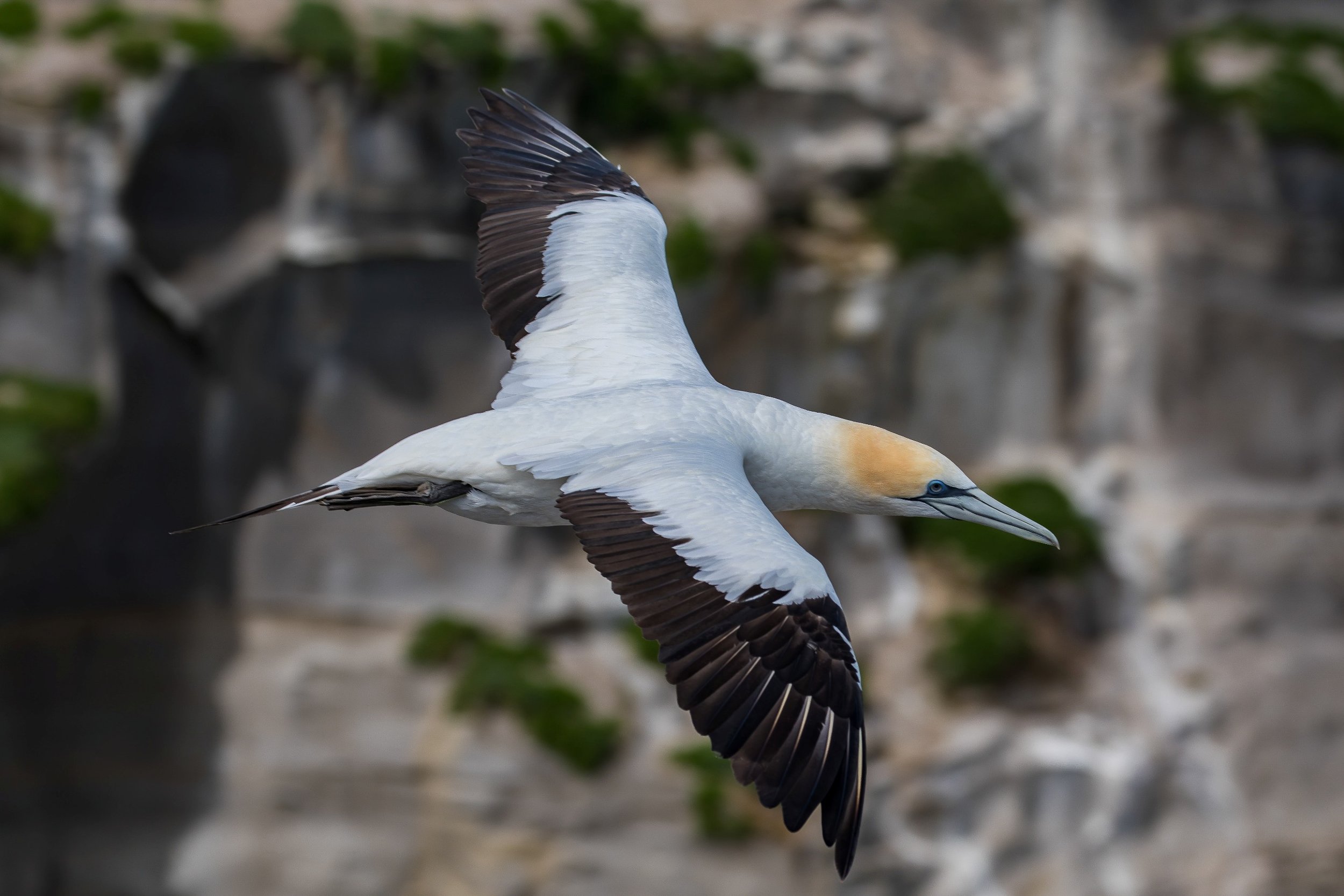 Takapu,Gannet,-552.JPG