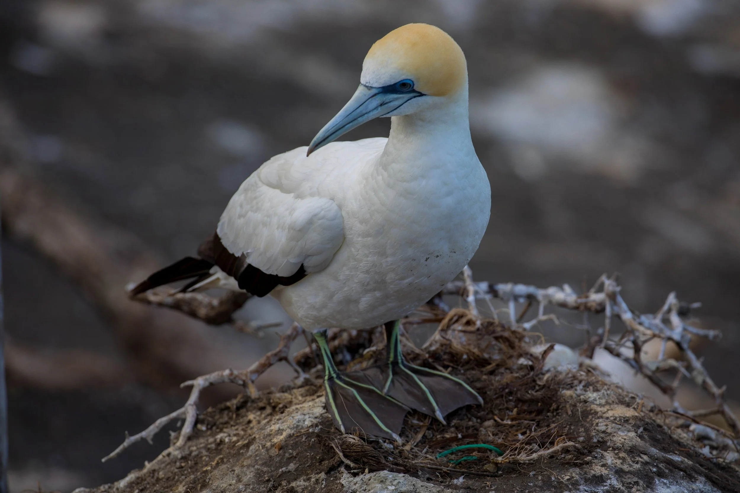 Takapu,Gannet,-558.JPG