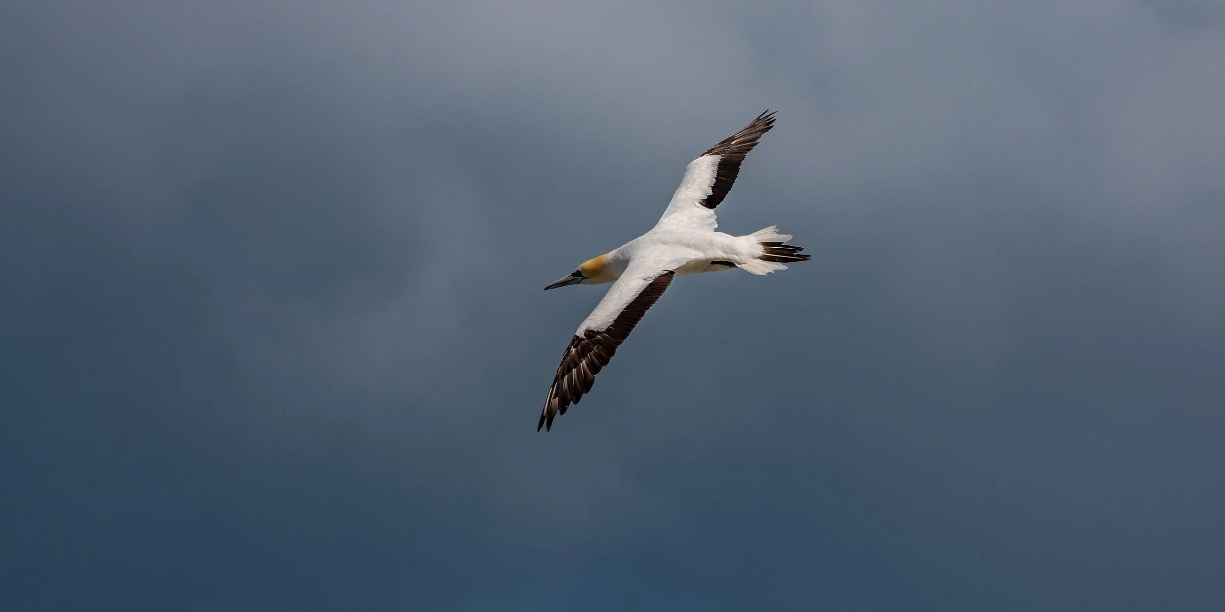 Takapu,Gannet,-584.JPG