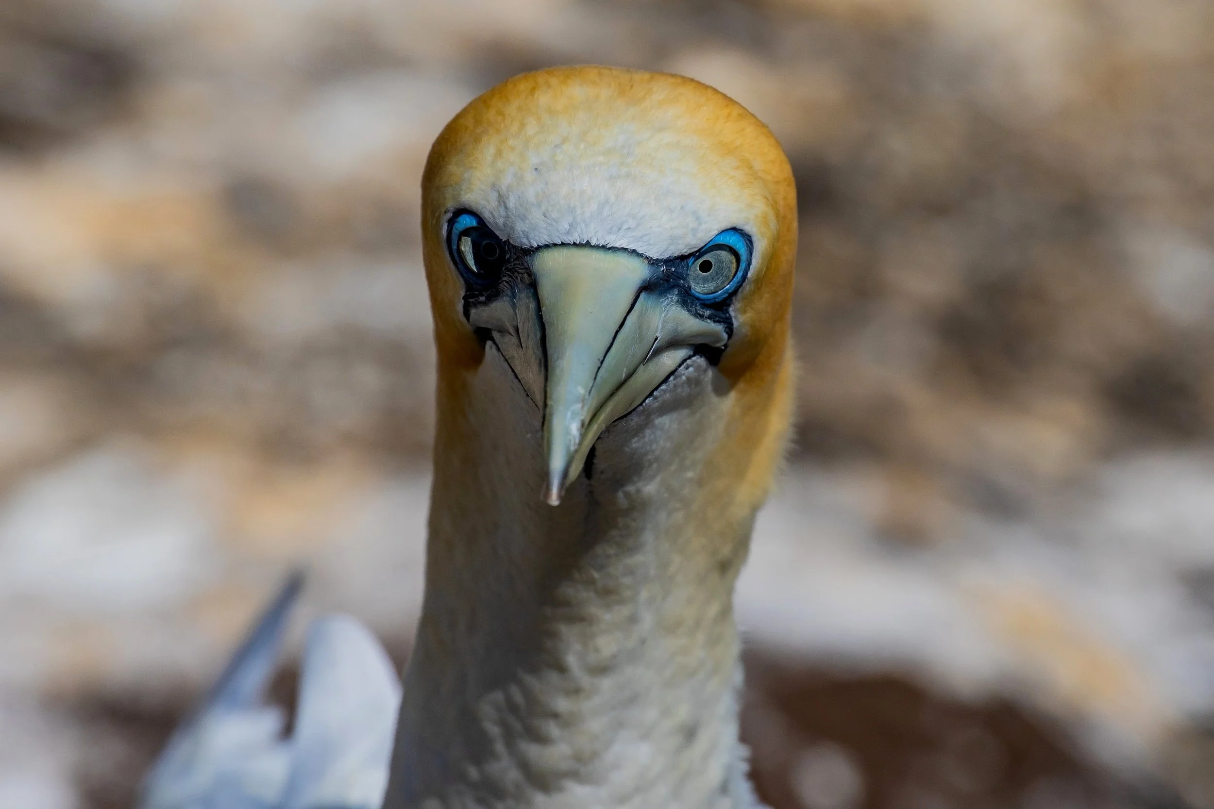 Takapu,Gannet,-1491.JPG