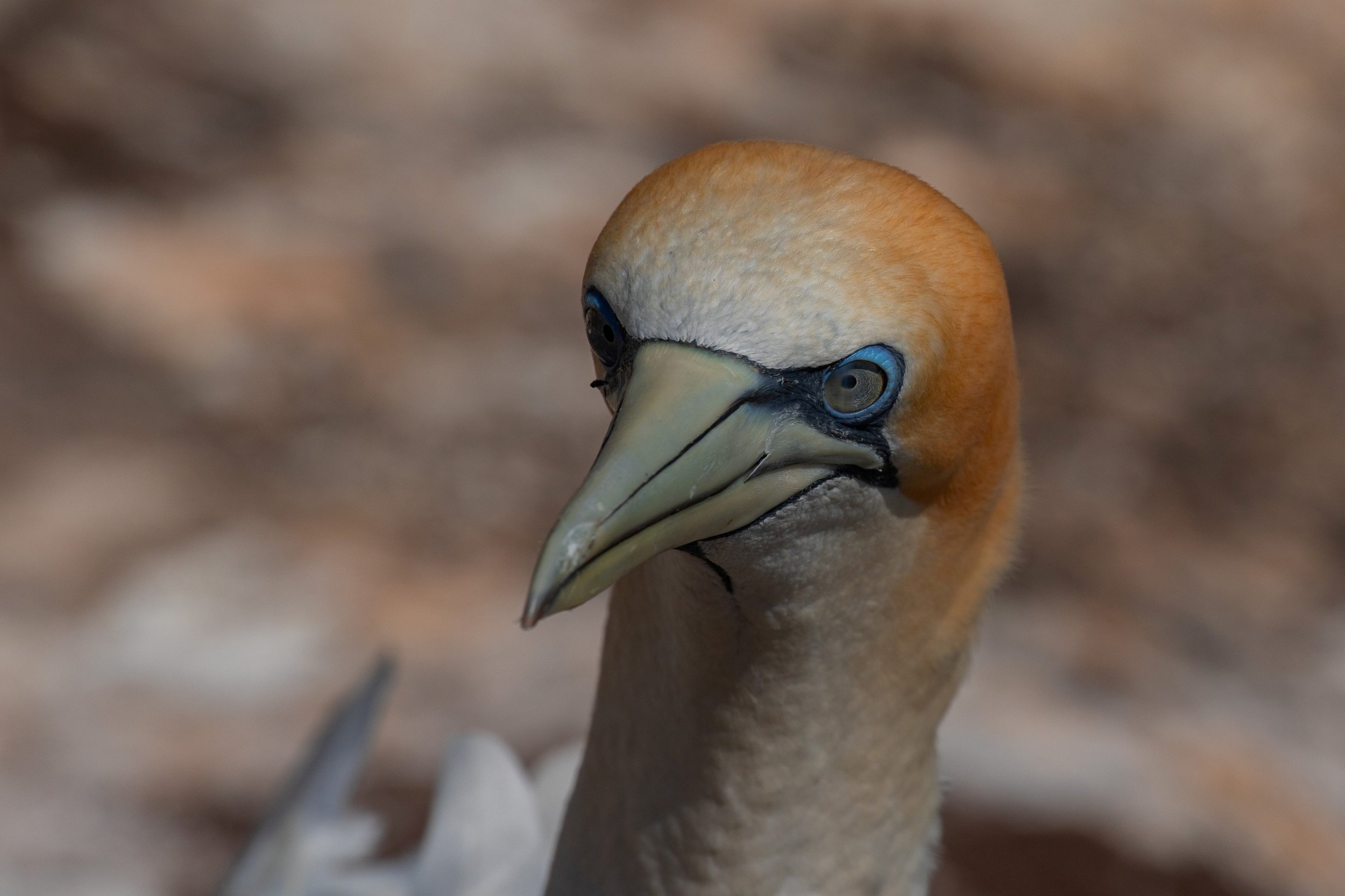 Takapu,Gannet,-1492a.JPG