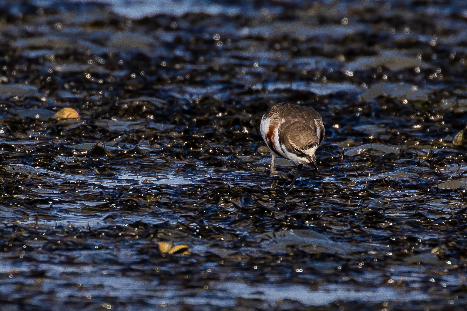 Banded Dotterel,Tuturiwhatu,-0722sm.jpg