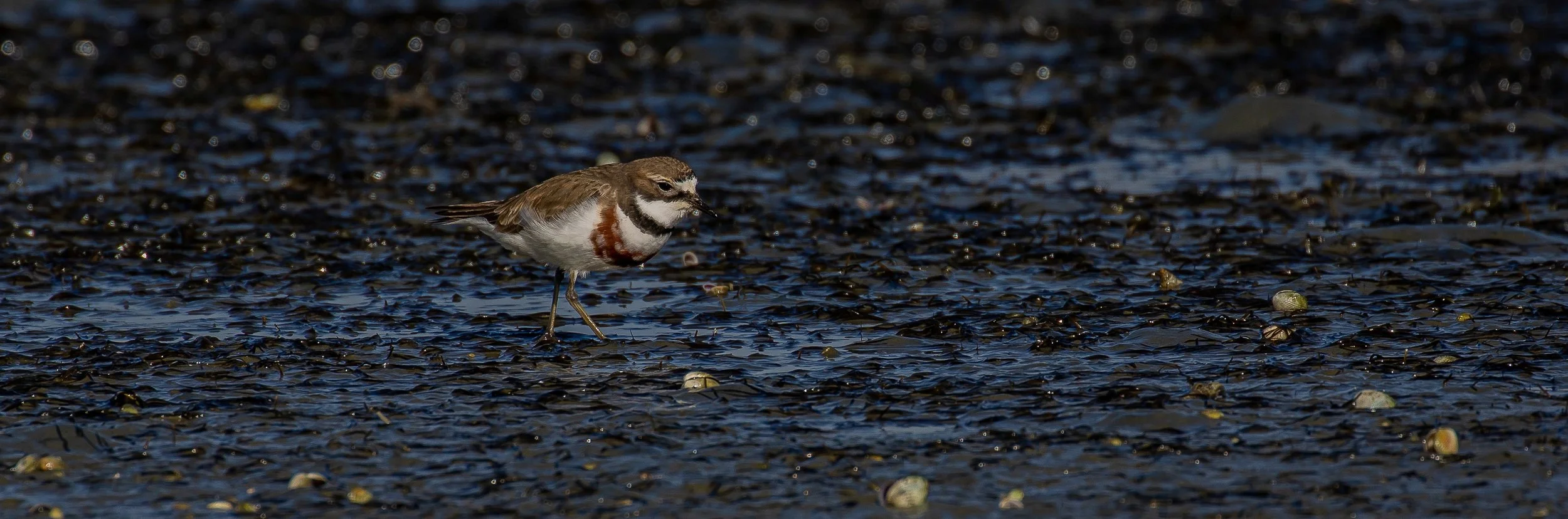 Banded Dotterel,Tuturiwhatu,-0780.JPG