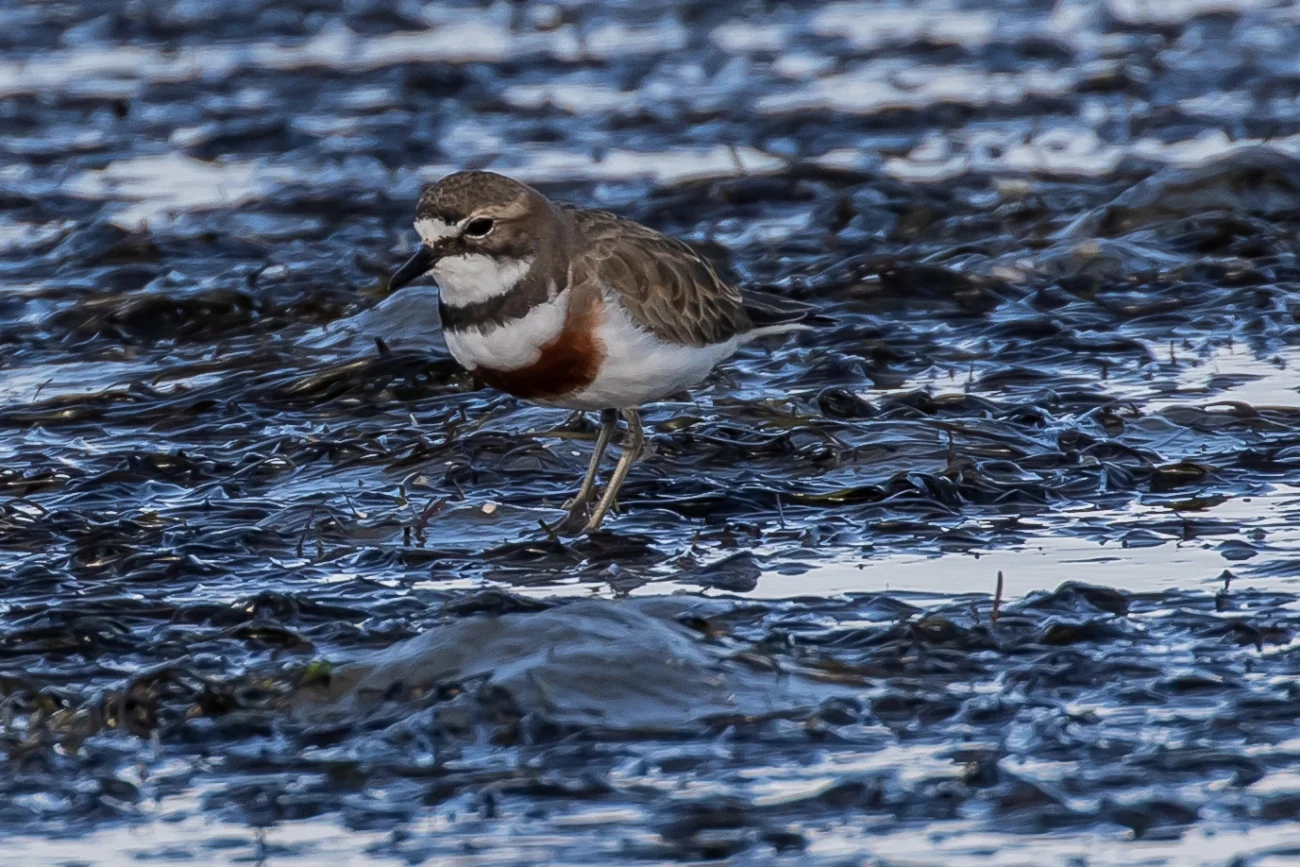Banded Dotterel,Tuturiwhatu,sm,-054.JPG