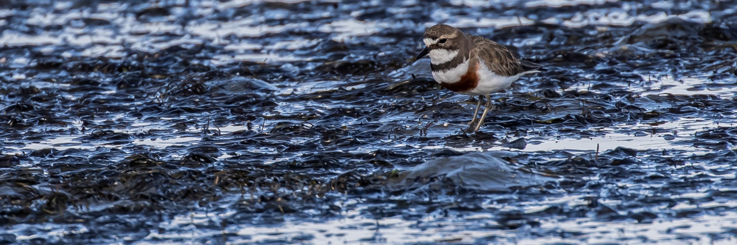 Banded Dotterel,Tuturiwhatu,sm,-055.JPG