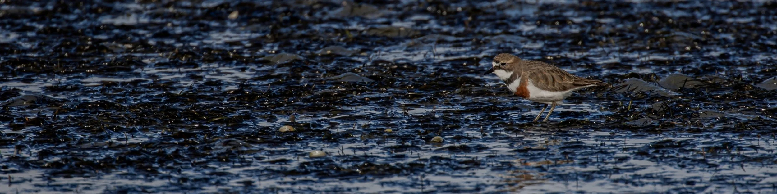 Banded Dotterel,Tuturiwhatu,sm,-058.JPG