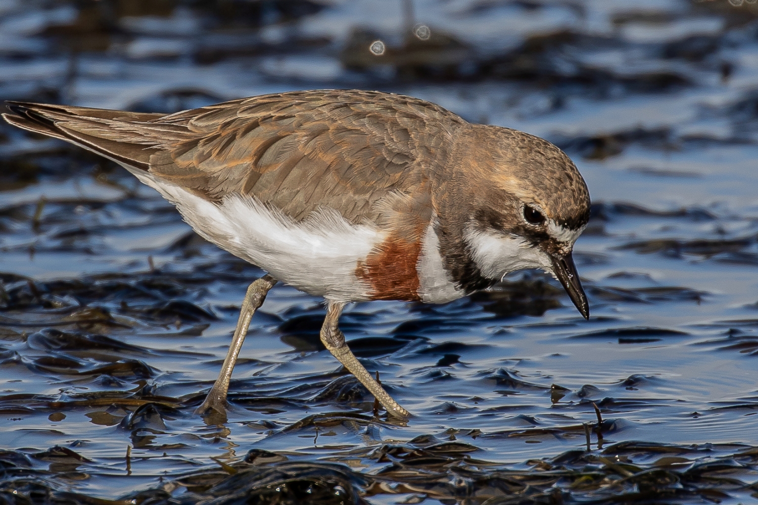 Banded Dotterel,Tuturiwhatu,sm,-121.JPG