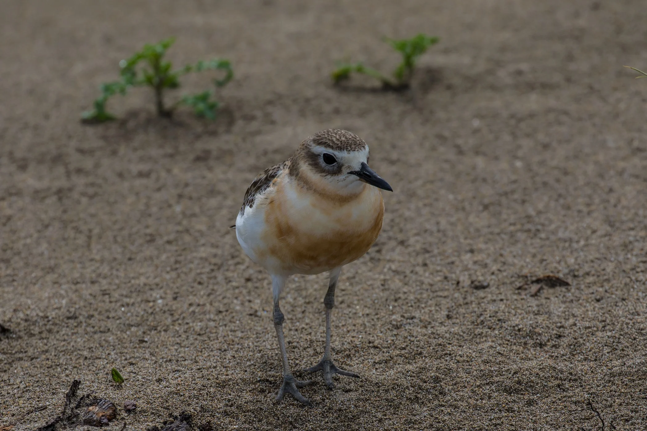 NZ Dotterel,-6206.JPG