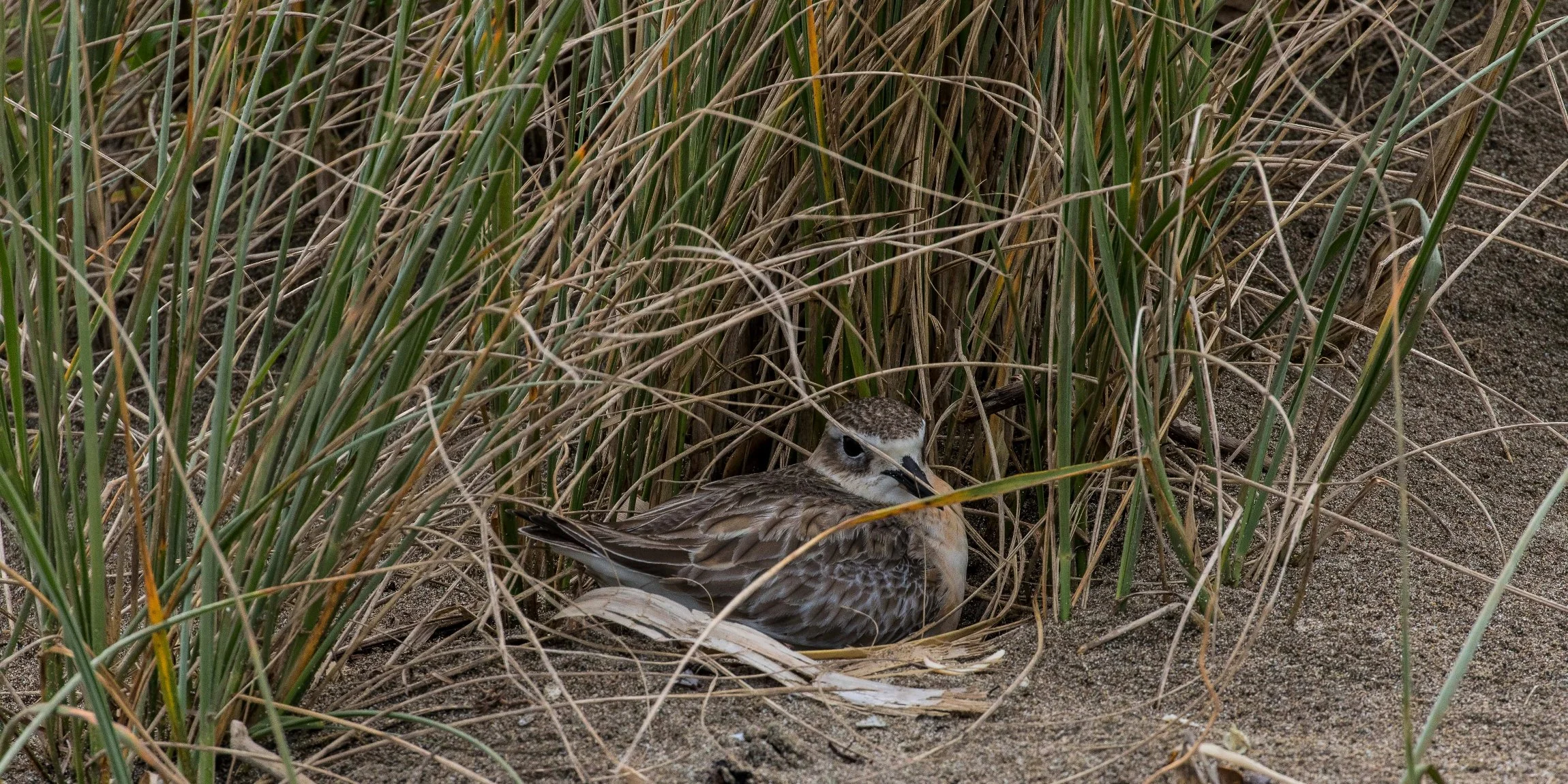 NZ Dotterel,-6194.JPG