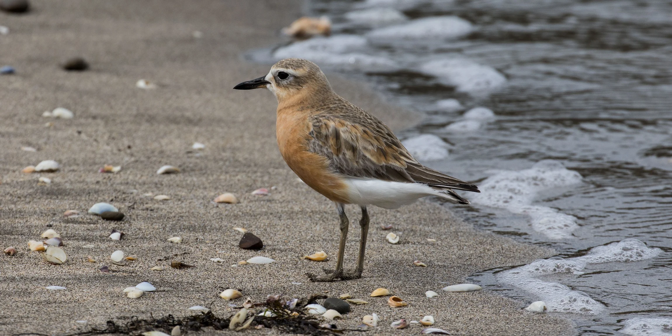 NZ Dotterel,-6215.JPG