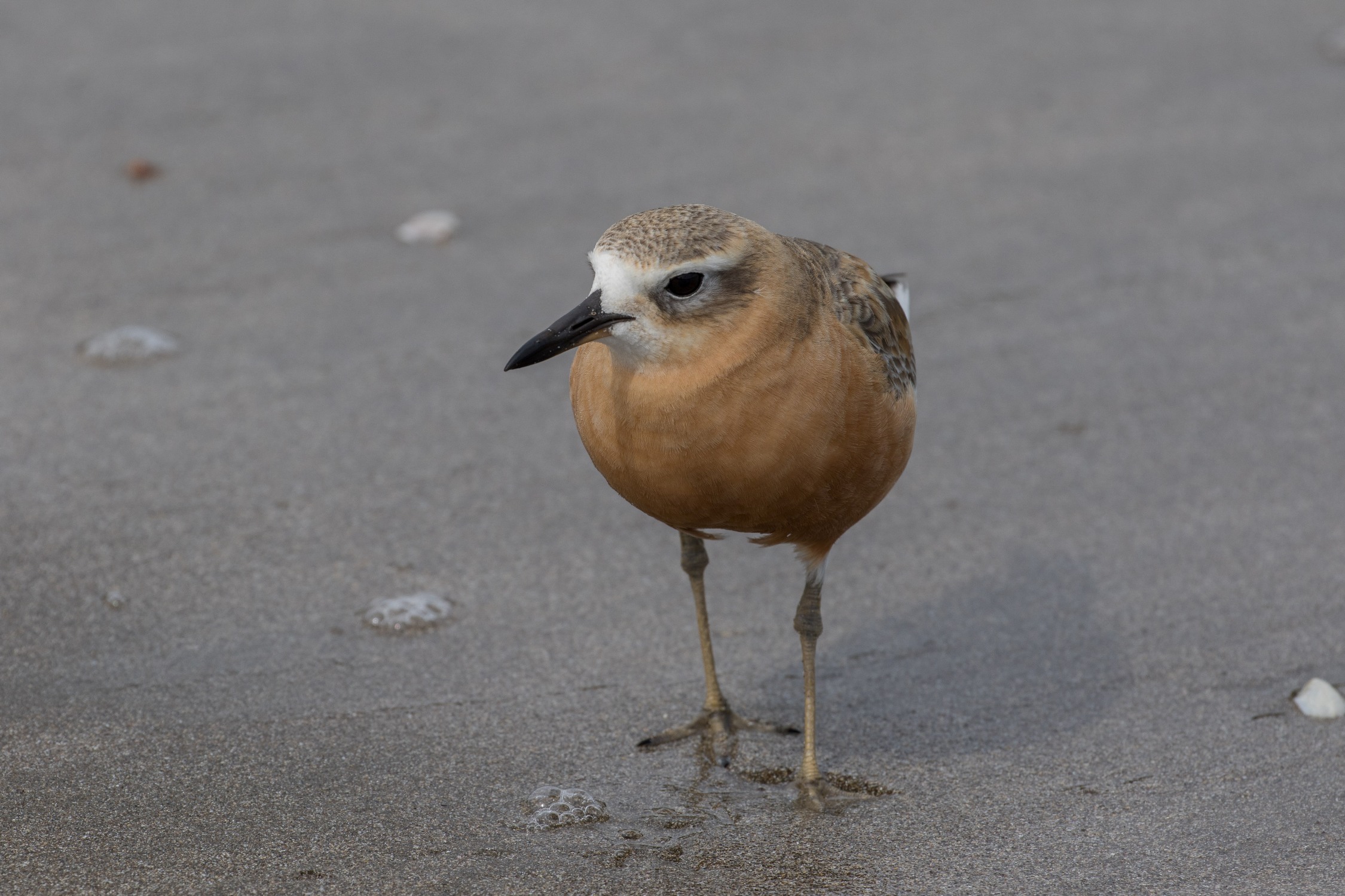 NZ Dotterel,-6216.JPG