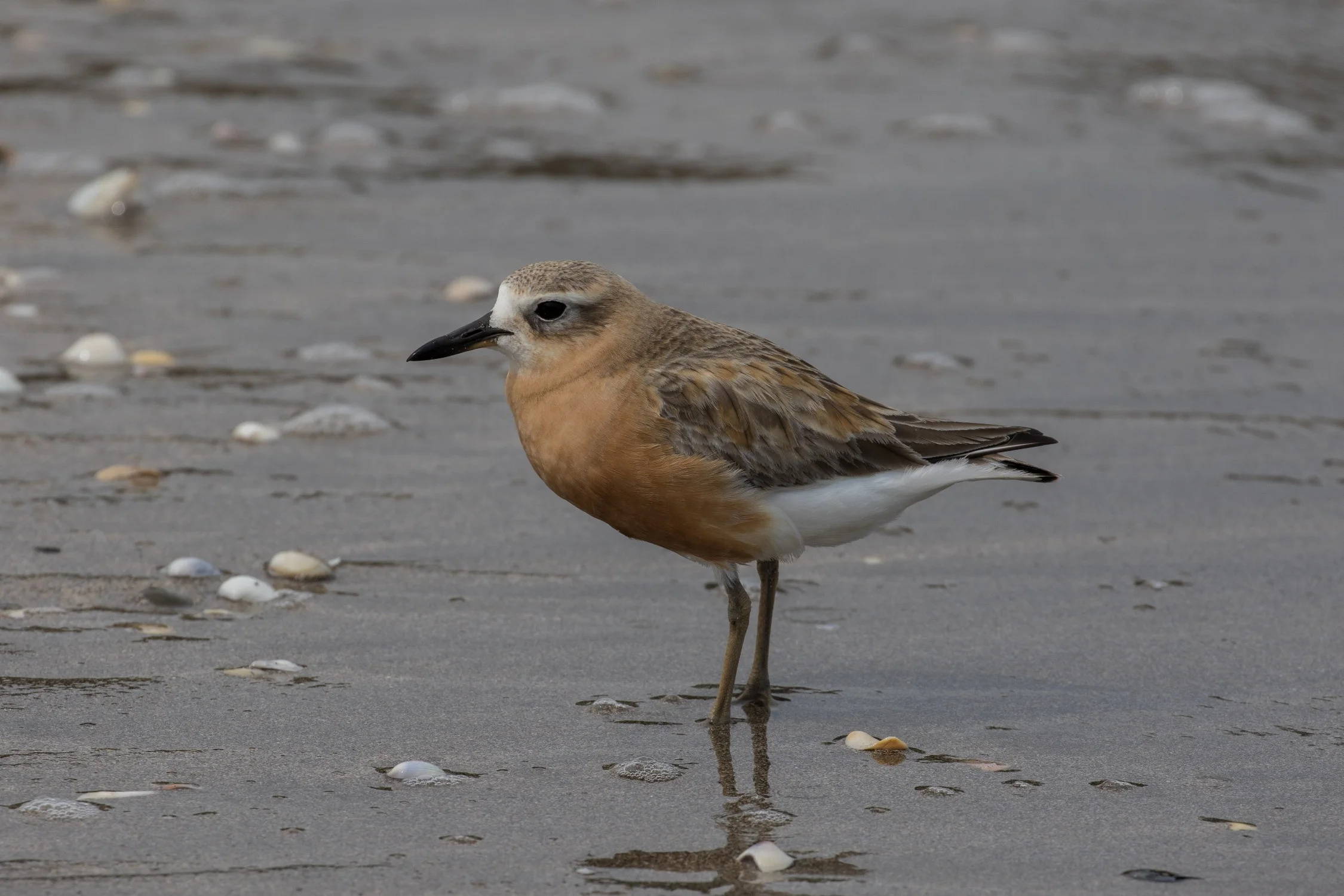 NZ Dotterel,-6218.JPG
