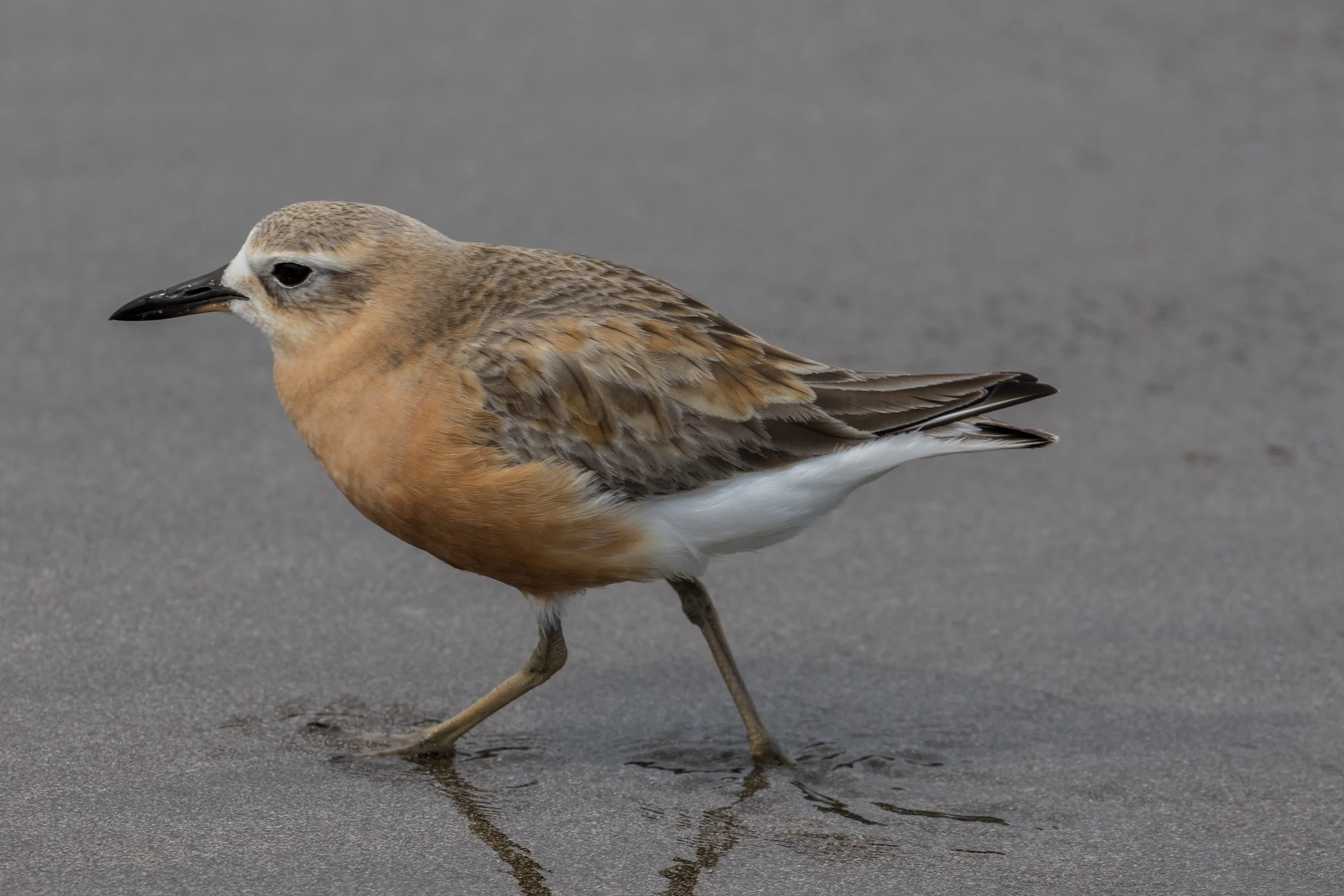 NZ Dotterel,-6220.JPG
