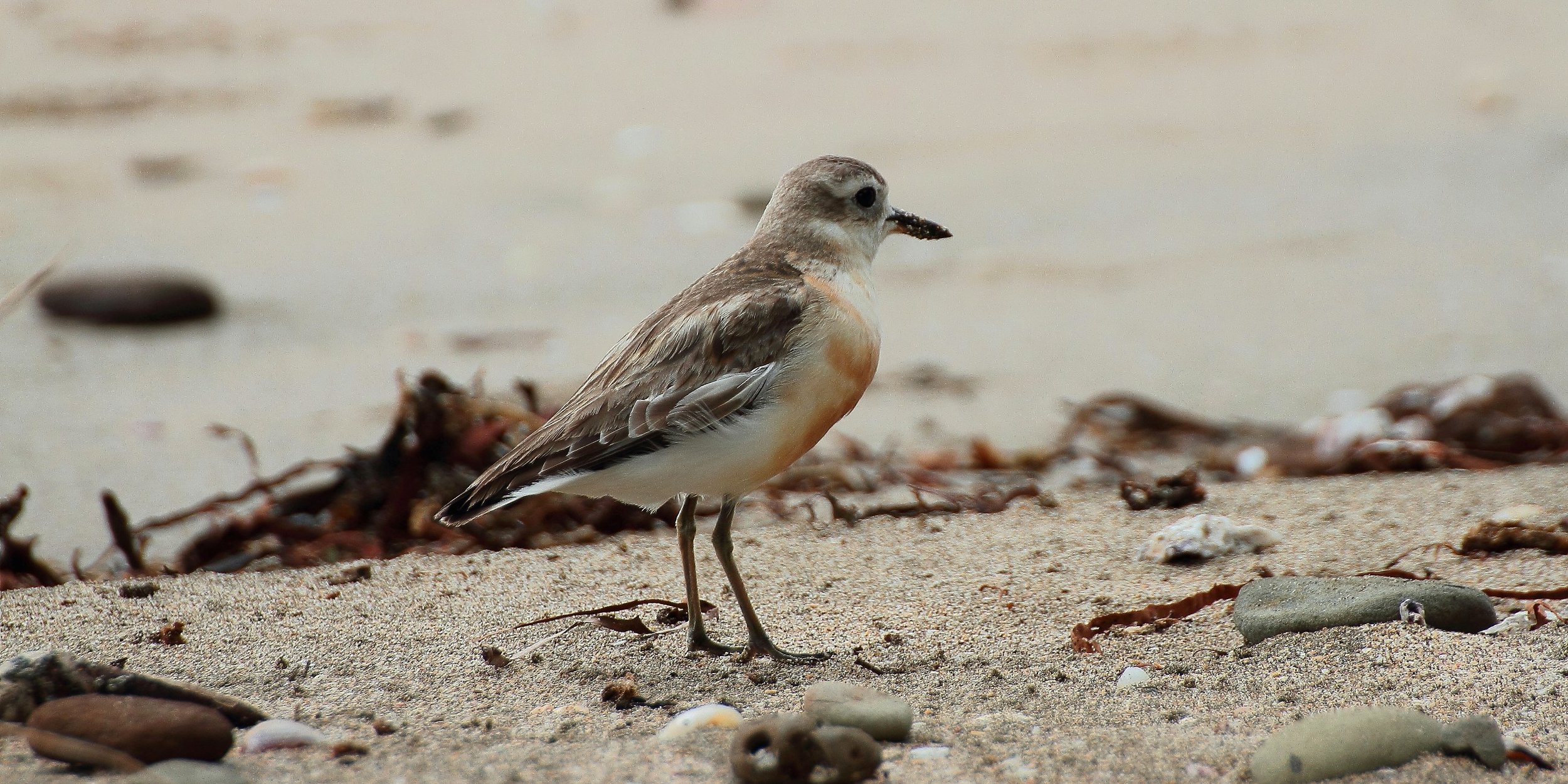 NZ Dotterel,Tuturiwhatu 141107-7d 036(21d).jpg