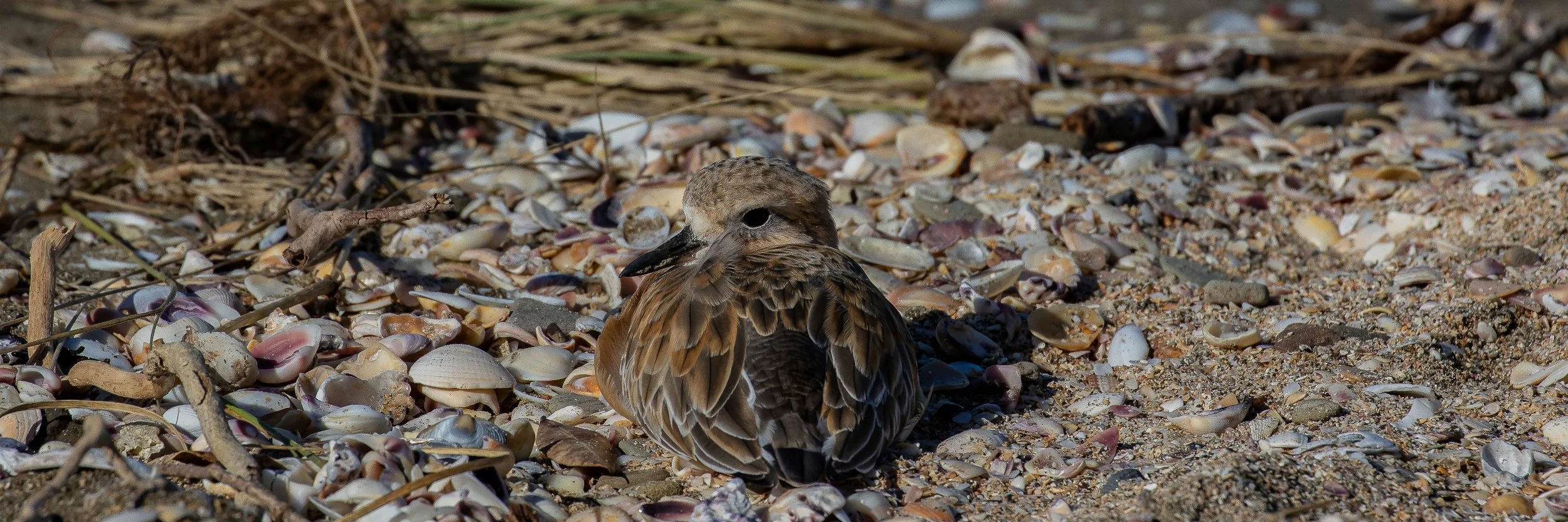 NZ Dotterel,Tuturiwhatu,-248.JPG