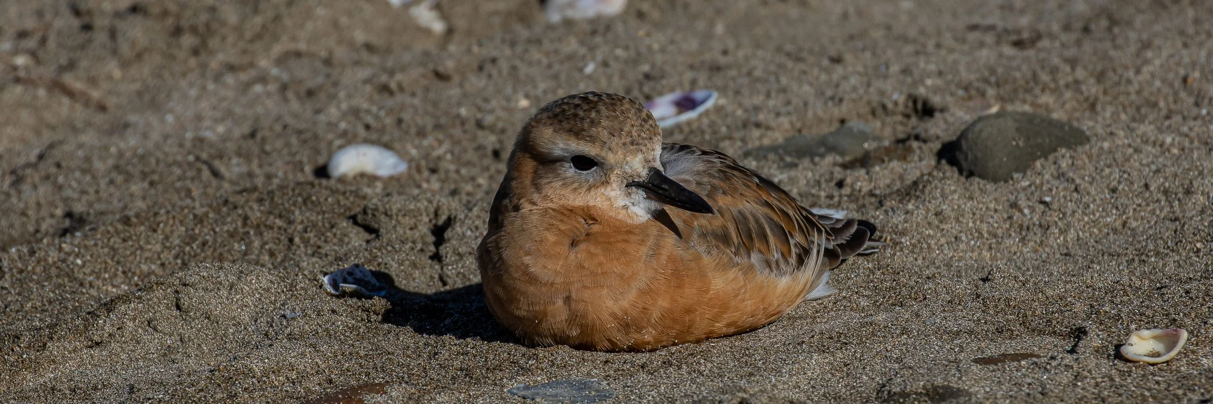 NZ Dotterel,Tuturiwhatu,-262.JPG