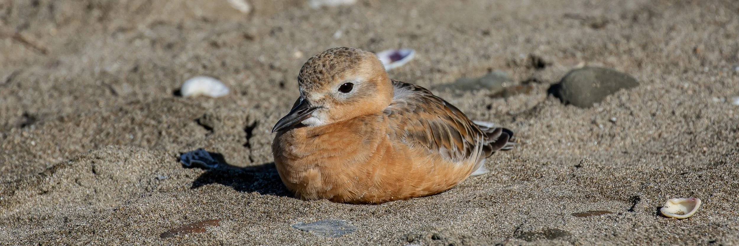 NZ Dotterel,Tuturiwhatu,-266.JPG