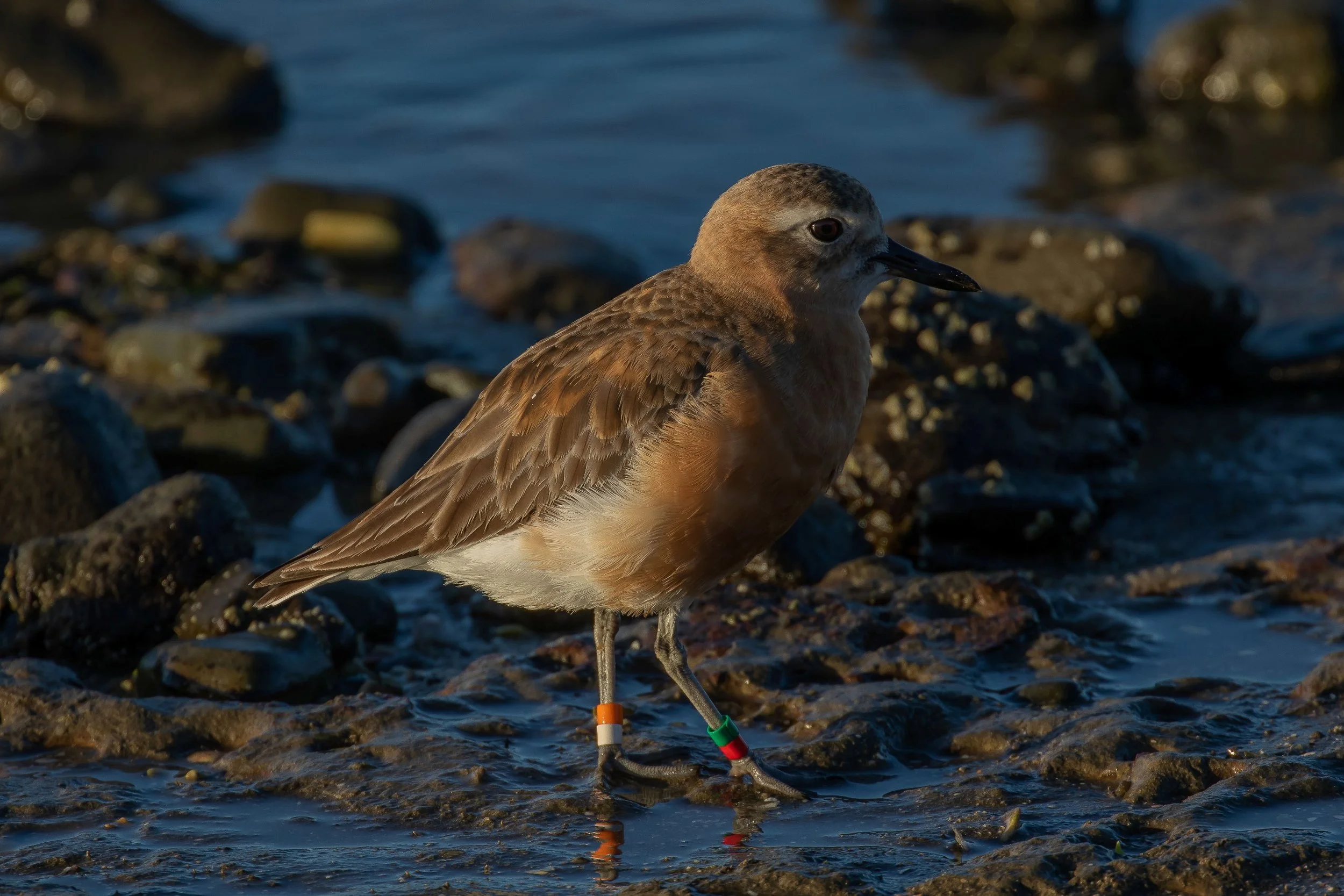 NZ Dotterel,Tuturiwhatu,-608.JPG