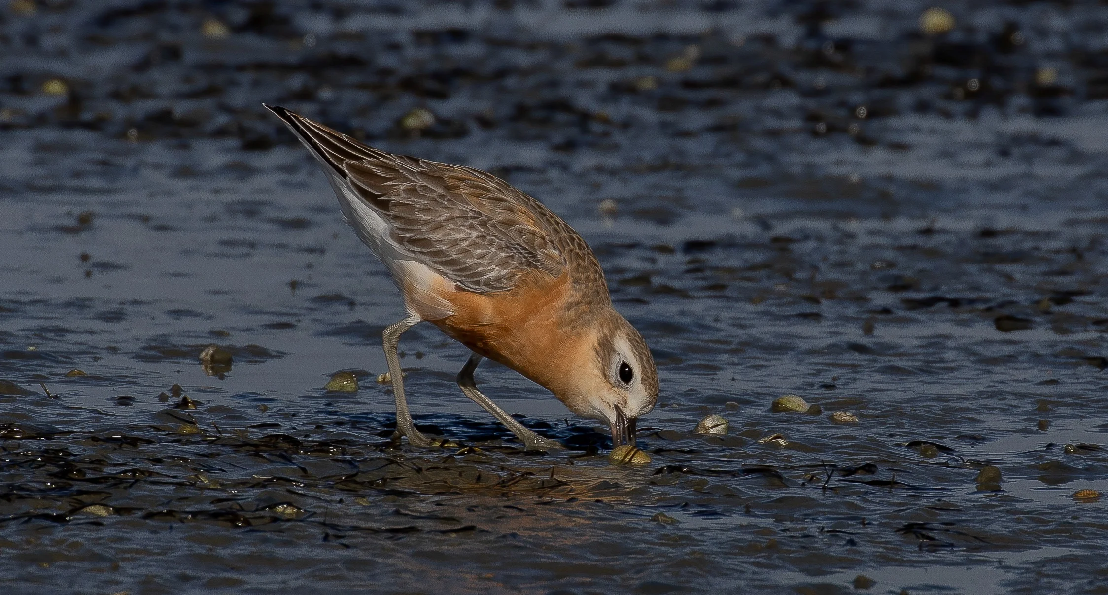 NZ Dotterel,Tuturiwhatu,-0710.JPG