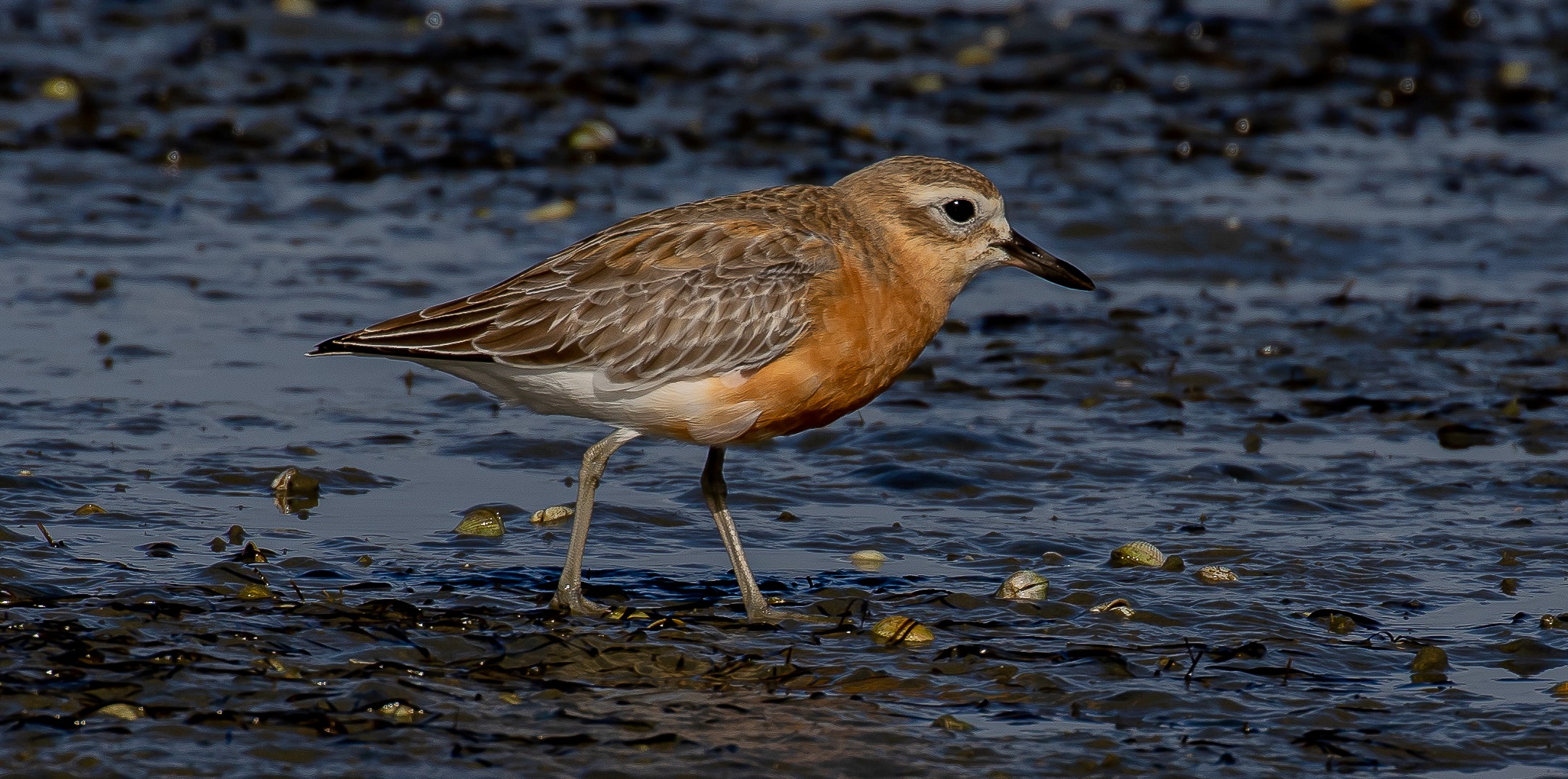 NZ Dotterel,Tuturiwhatu,-0715.JPG