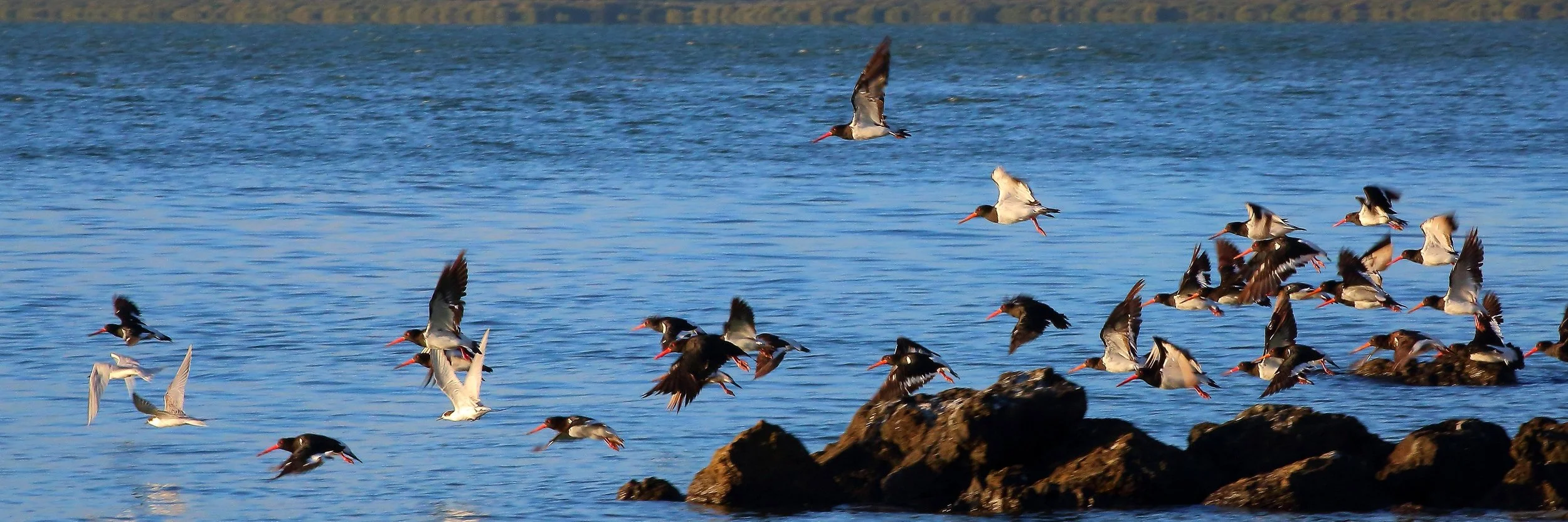 Oystercatchers 150426 126(31d).jpg