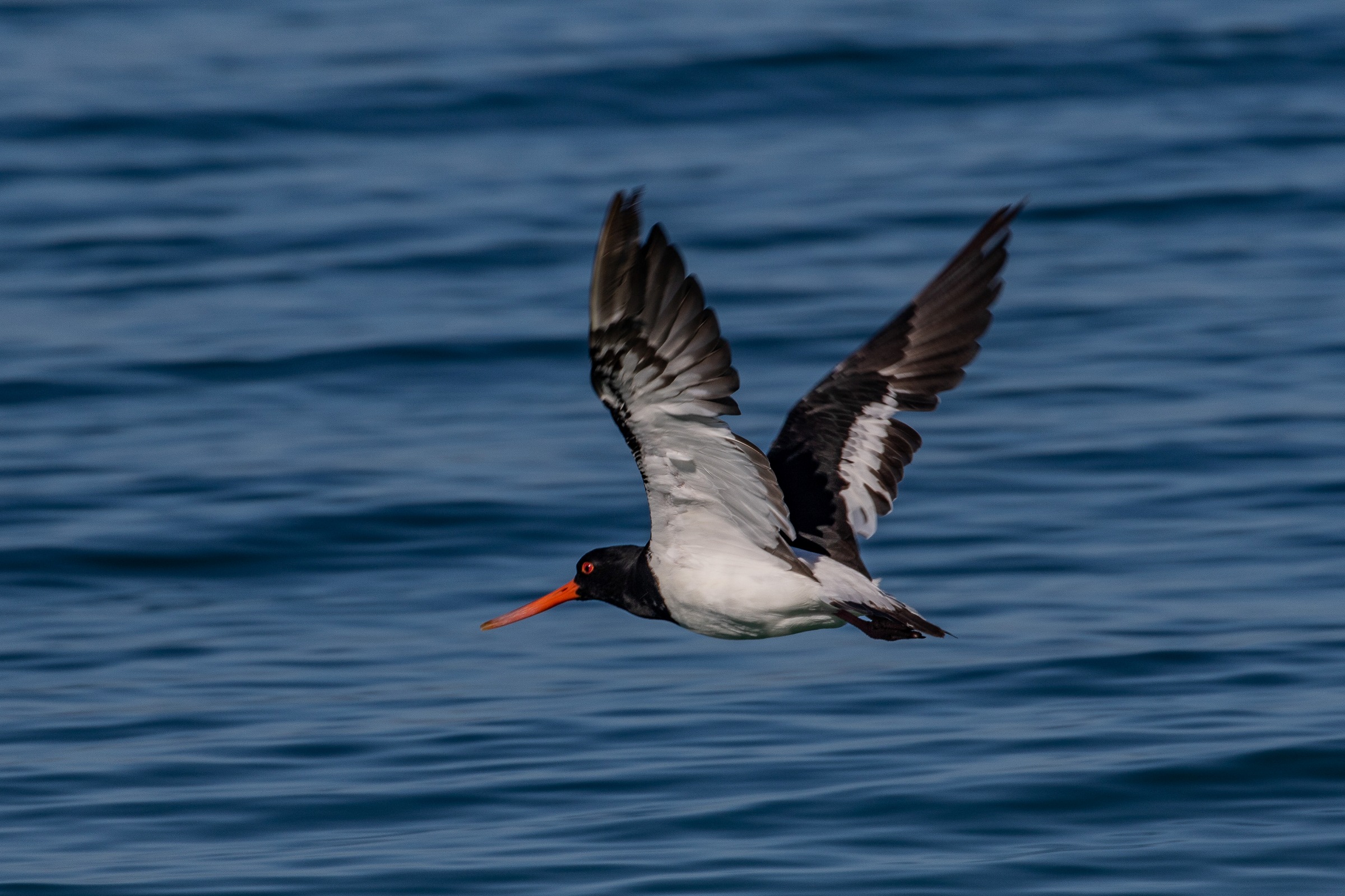 Pied Oystercatcher,Torea,-181.JPG