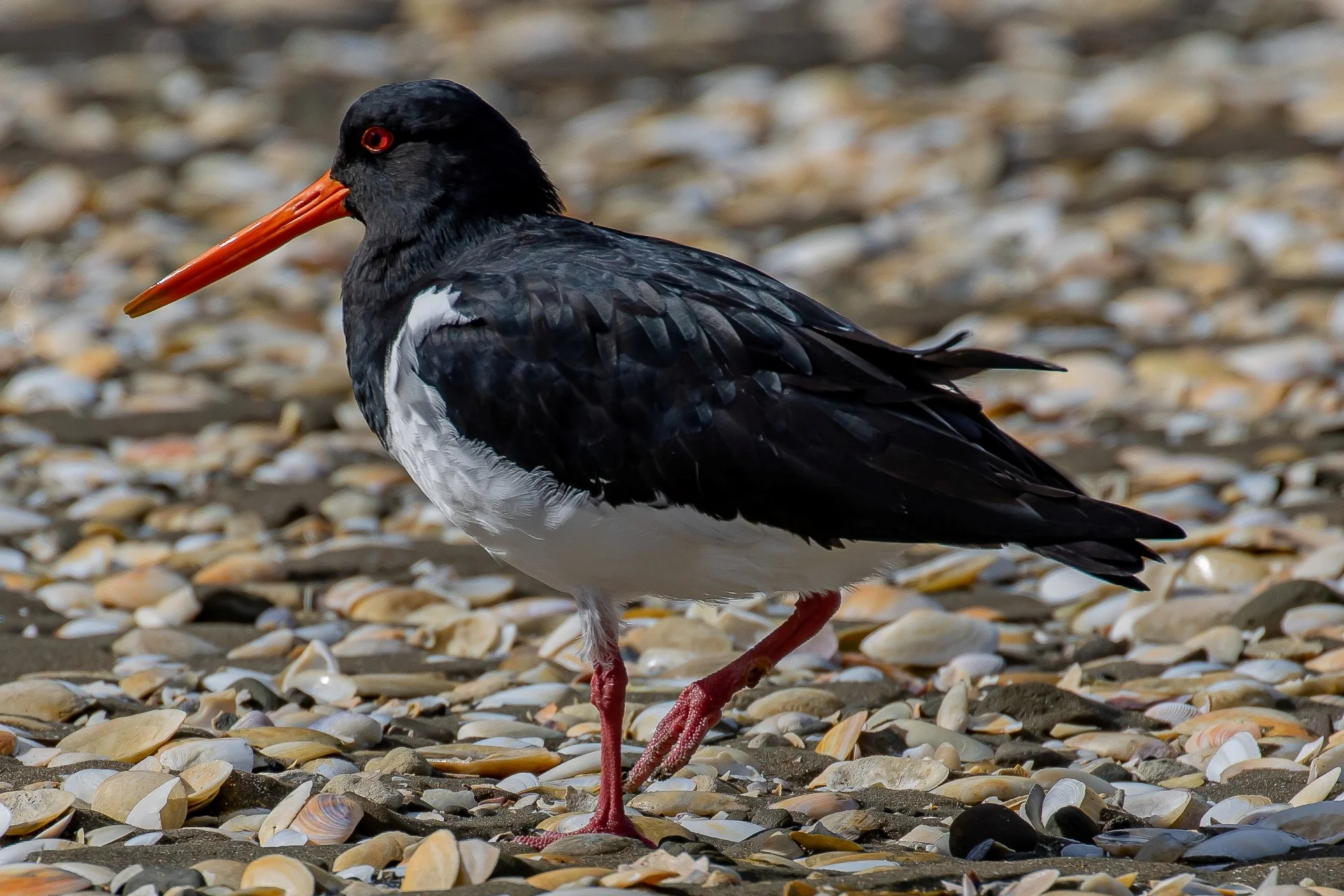 South Island Pied Oystercatcher,Torea,-048.JPG