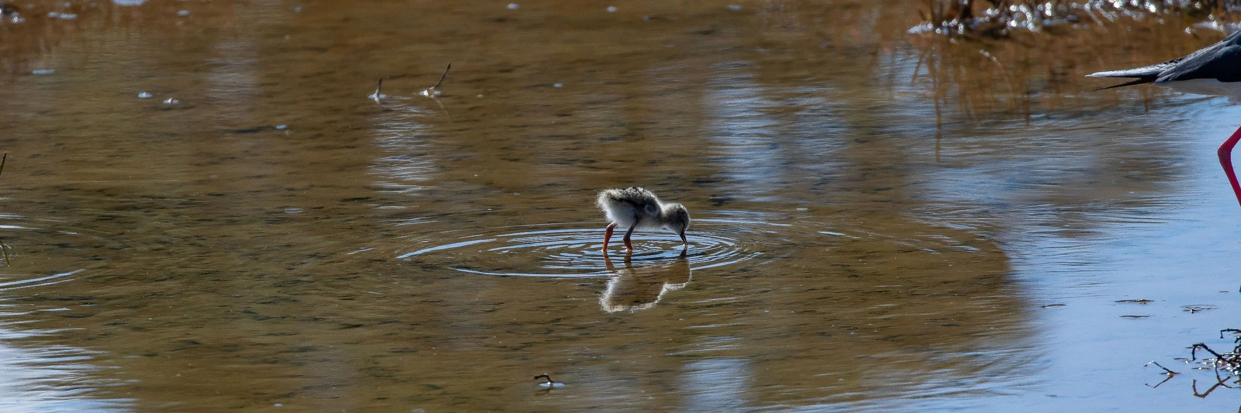 Stilt Chick,-1064.JPG