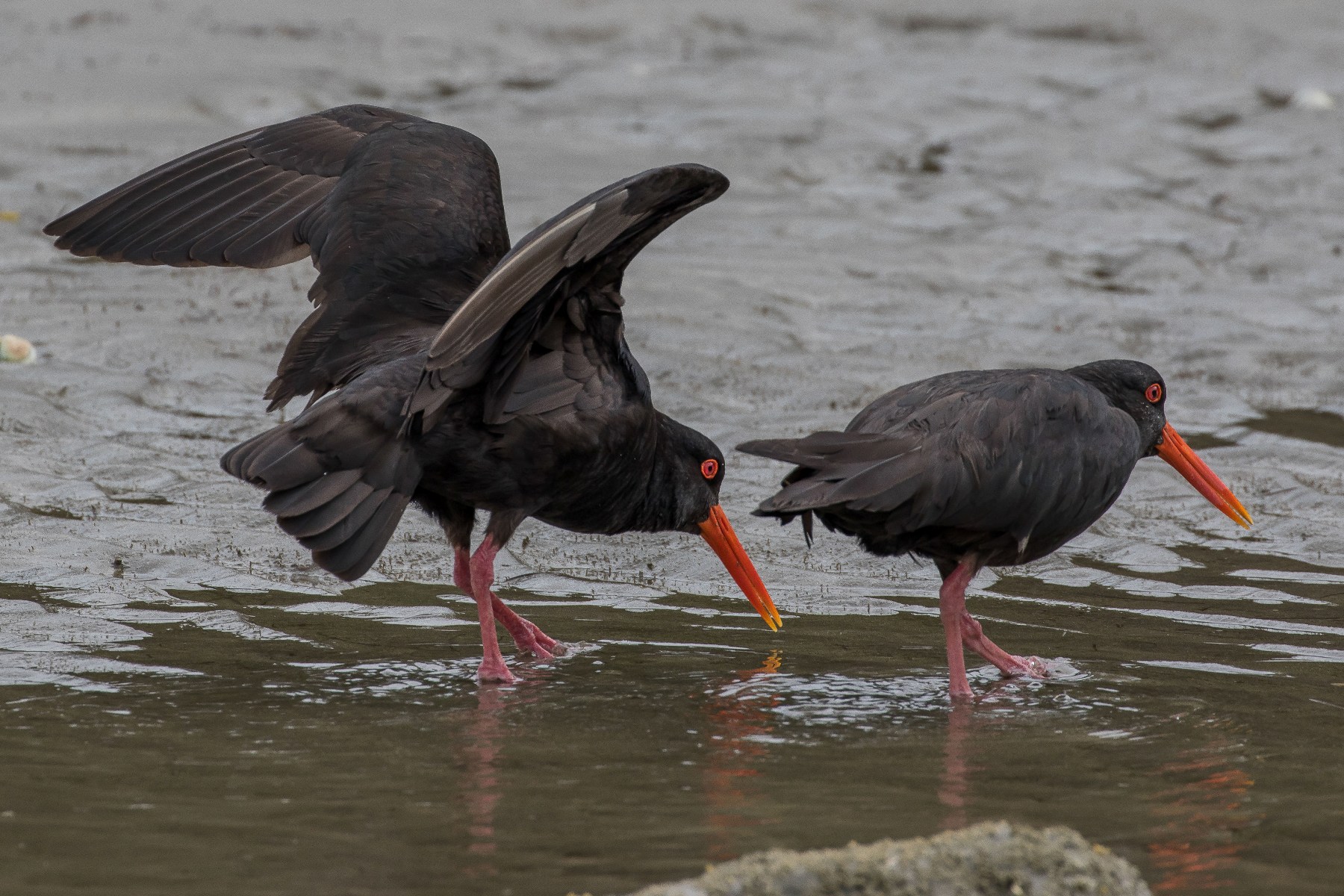 Variable Oystercatcher,160122-417d.jpg