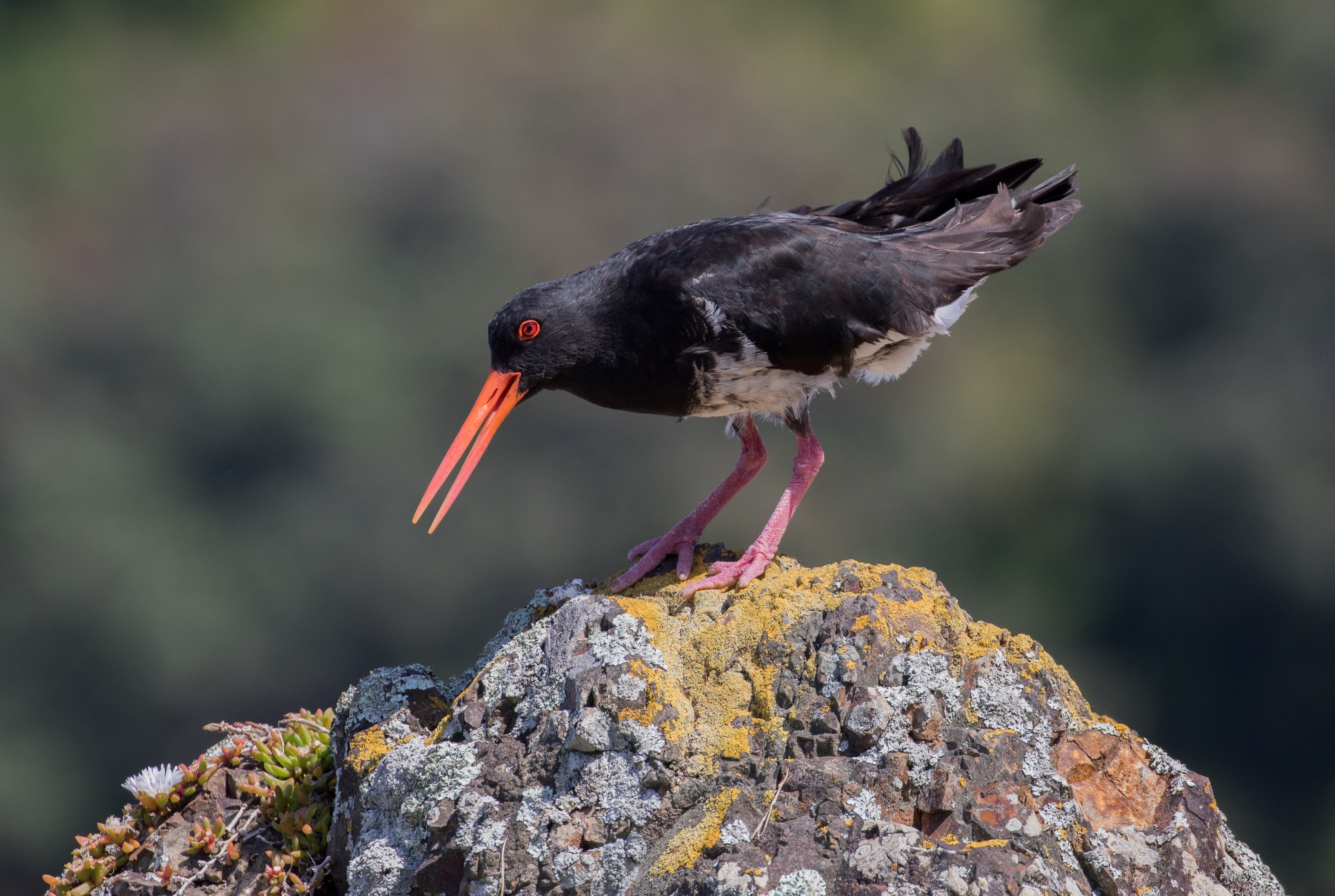 Variable Oystercatcher,Toreapango,-505d.jpg