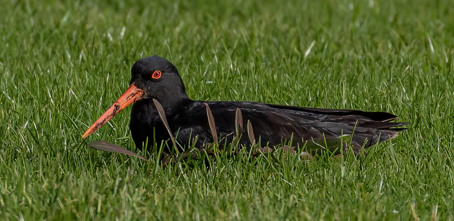 Variable Oystercatcher,Toreapango,-0524.JPG