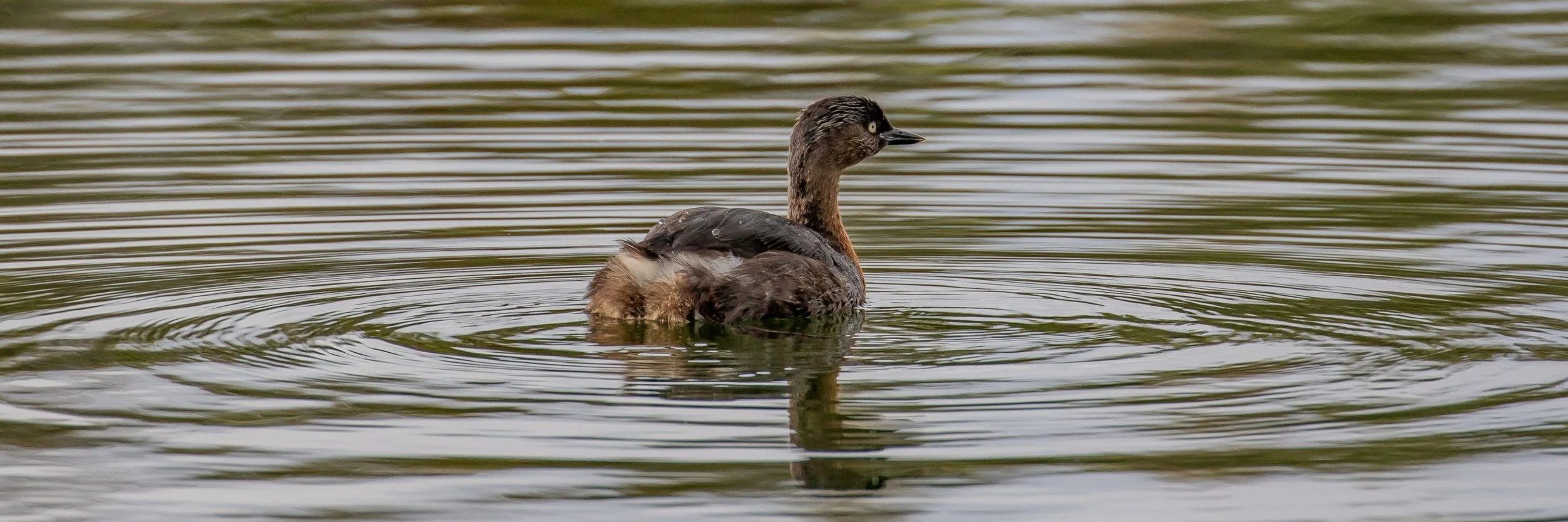 Dabchick,-069.JPG