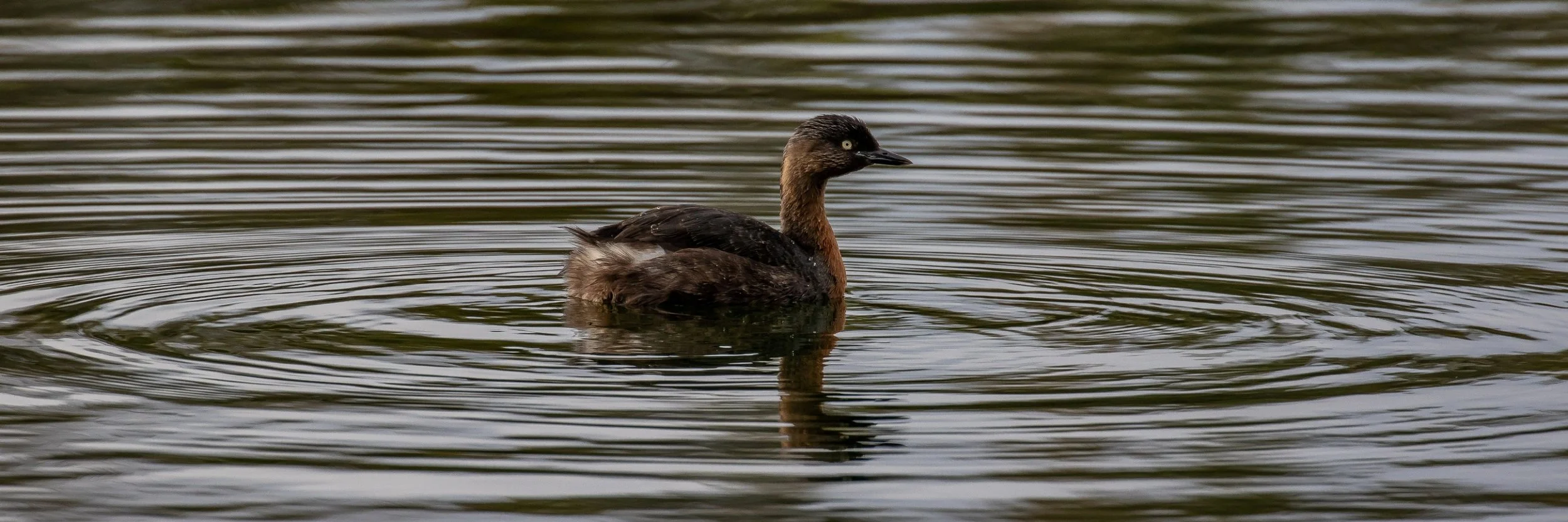 Dabchick,-072.JPG