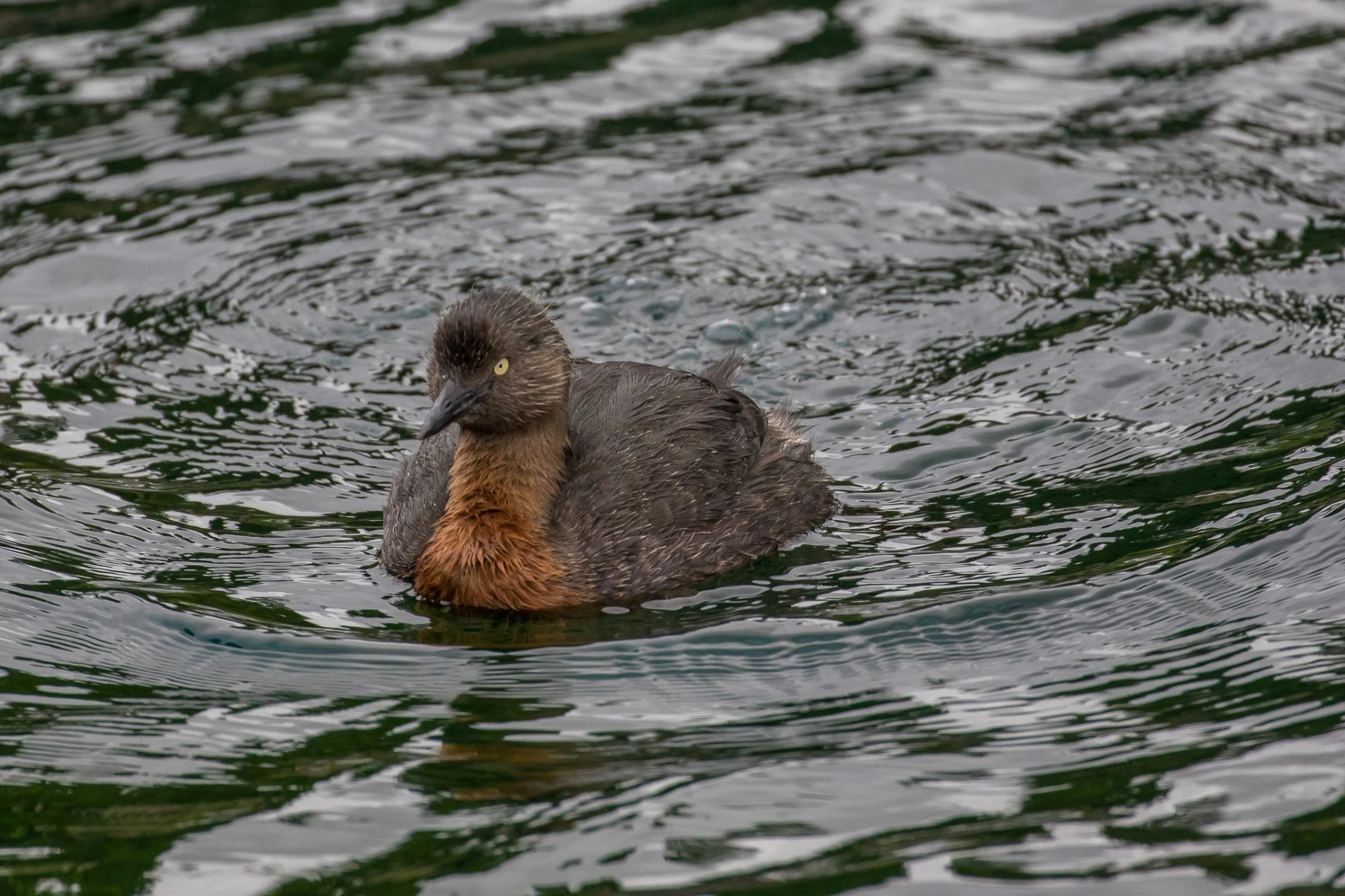 Dabchick,-451.JPG