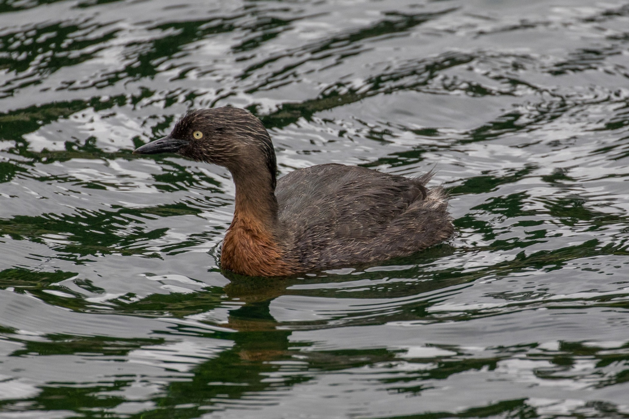 Dabchick,-452.JPG